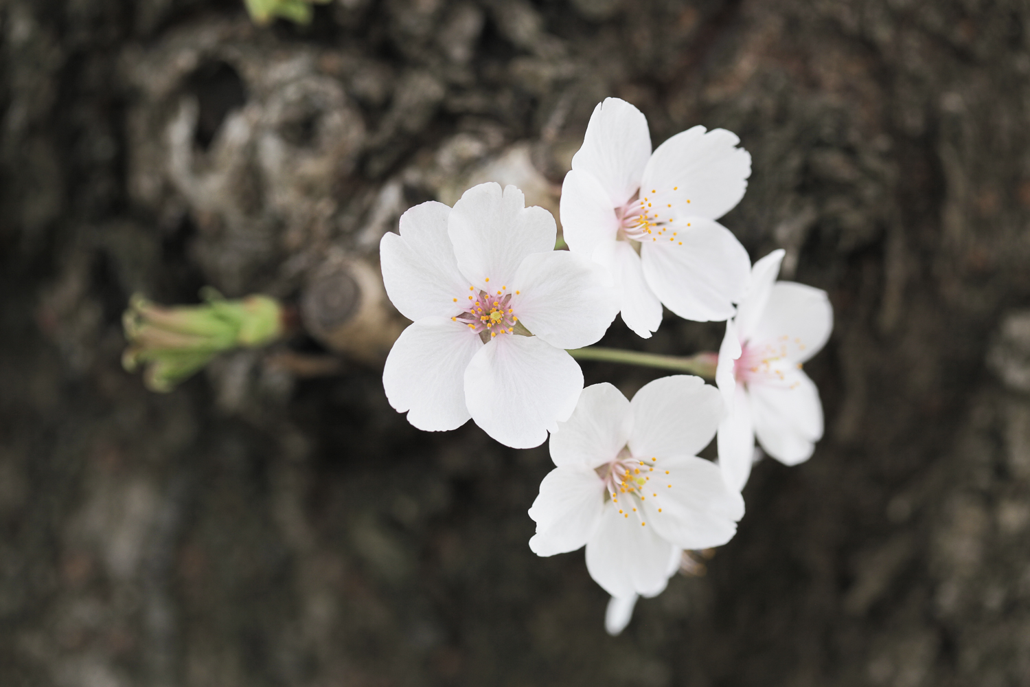 sakura-2704.jpg
