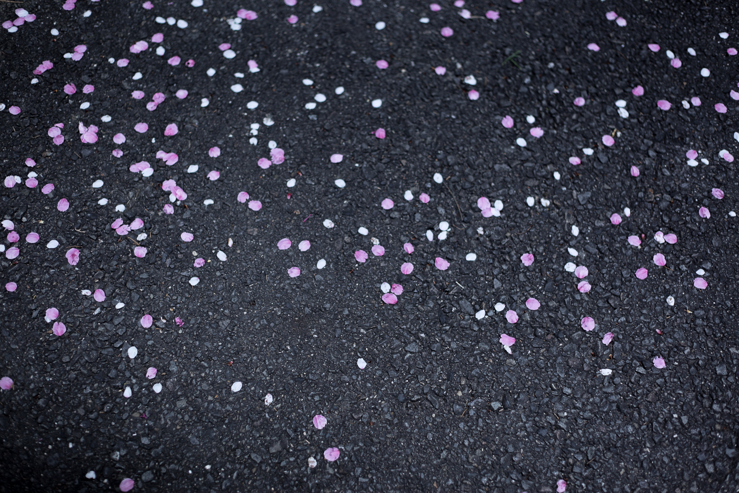 sakura-3264.jpg