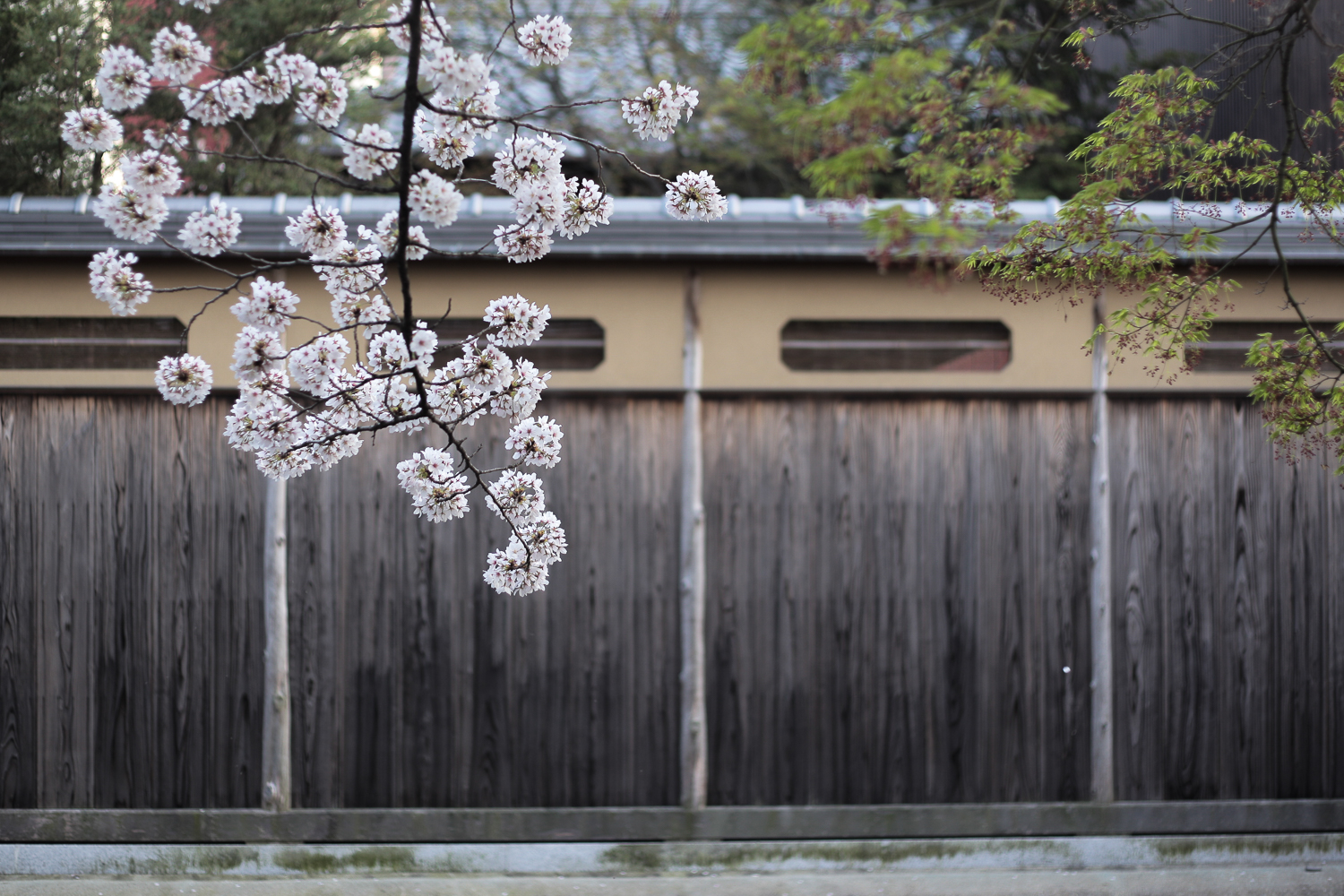 sakura-3427.jpg