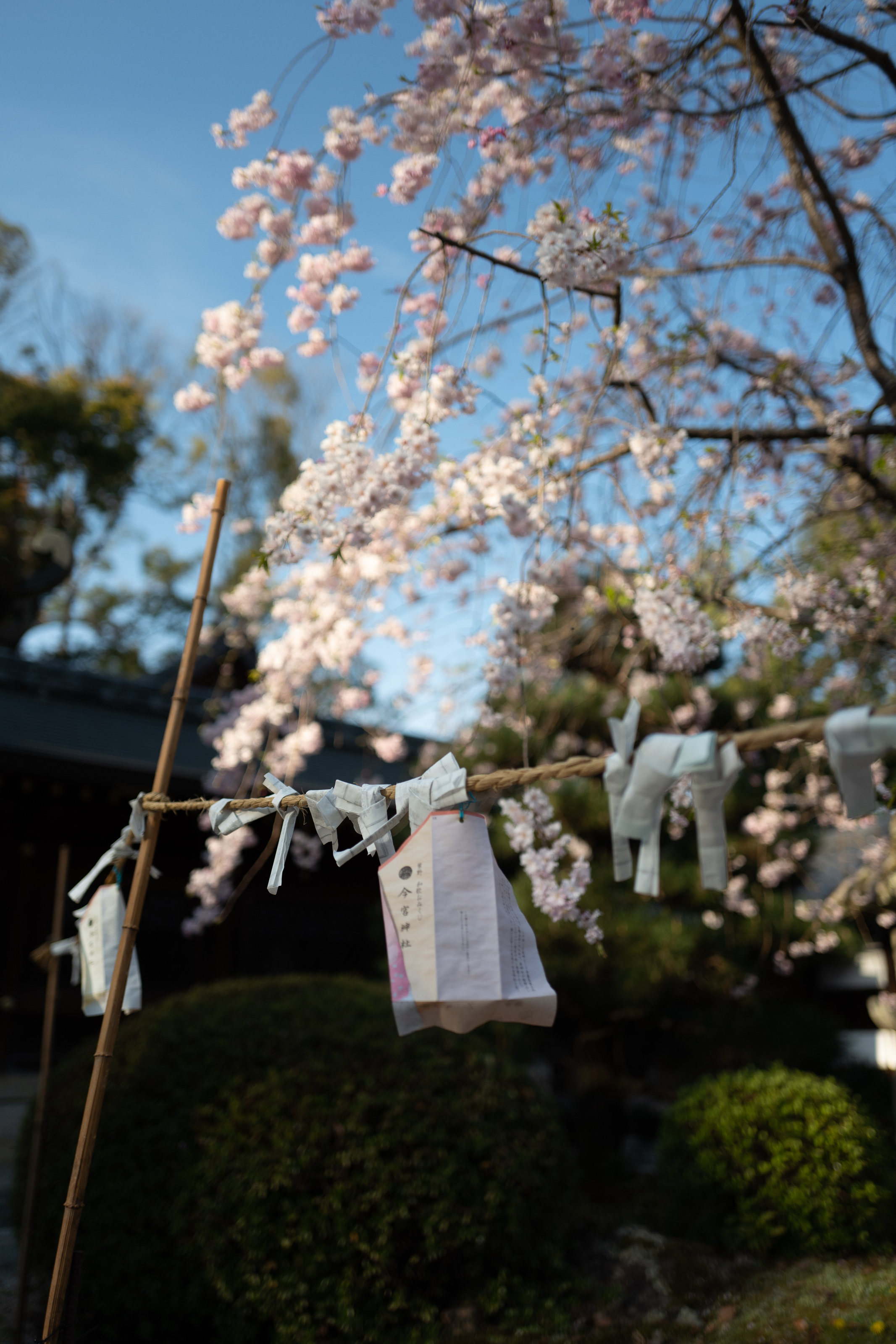 Fortune slips at the Imamiya Shrine
