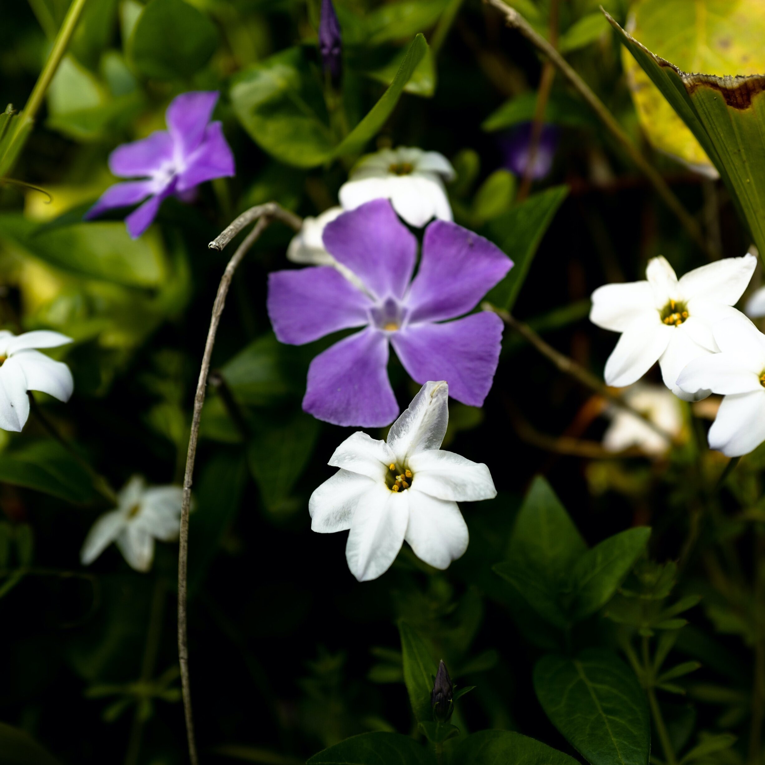 A Botanical Guide To The Kamogawa River In Springtime Craft Tabby