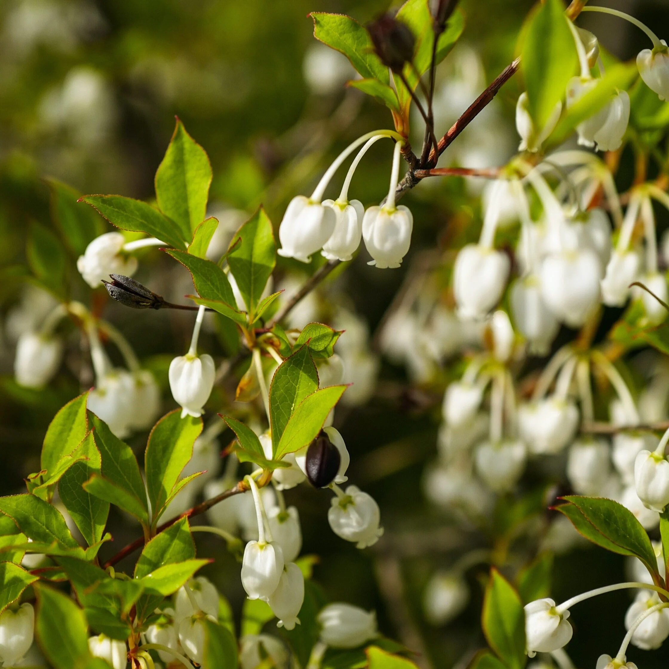 The Springtime Flowers Of The Kyoto Gyoen National Gardens Craft Tabby