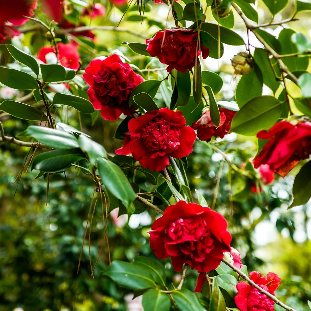 Les 8 Meilleures Images De Azalee Arbuste Fleurs Et Jardins