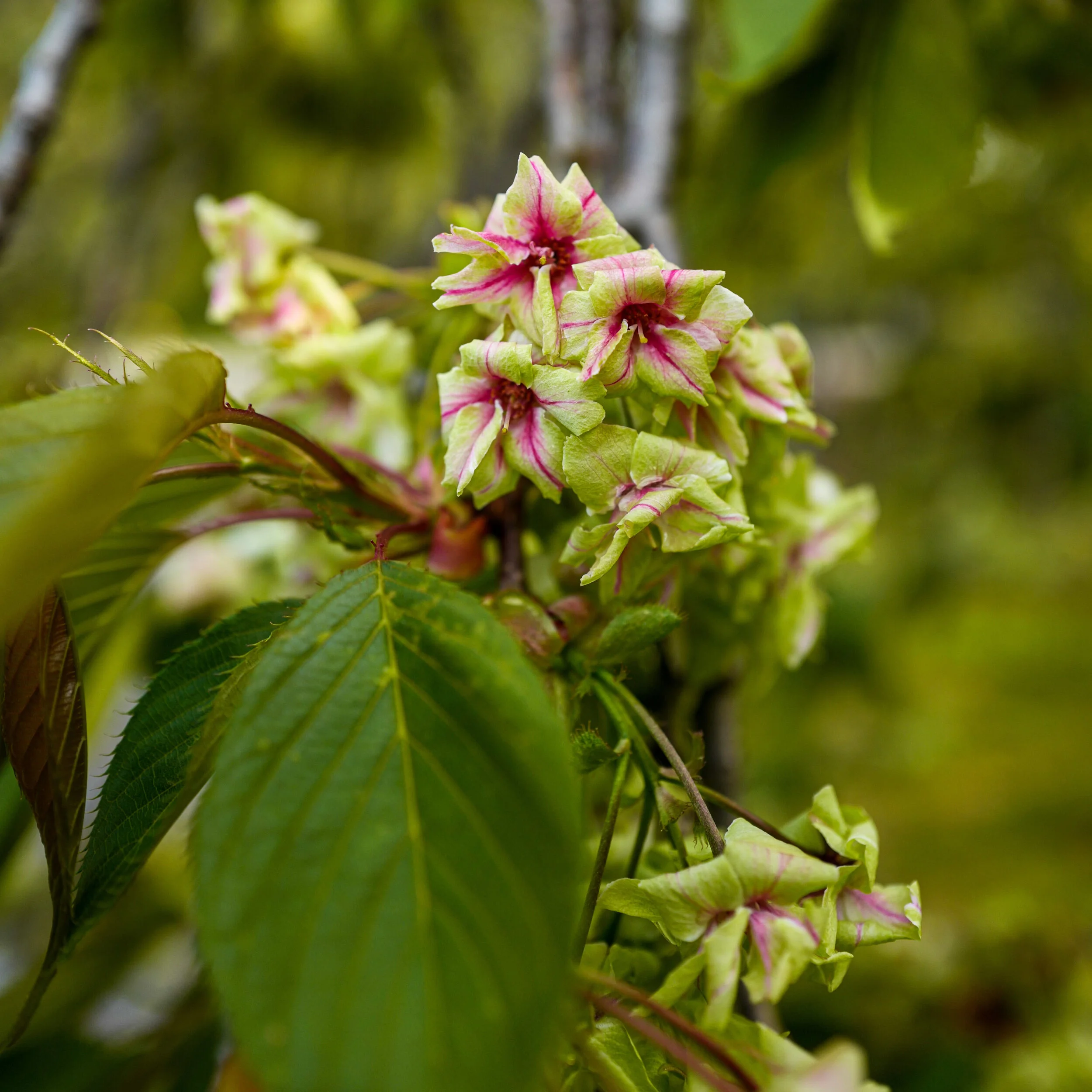 The Springtime Flowers Of The Kyoto Gyoen National Gardens Craft Tabby