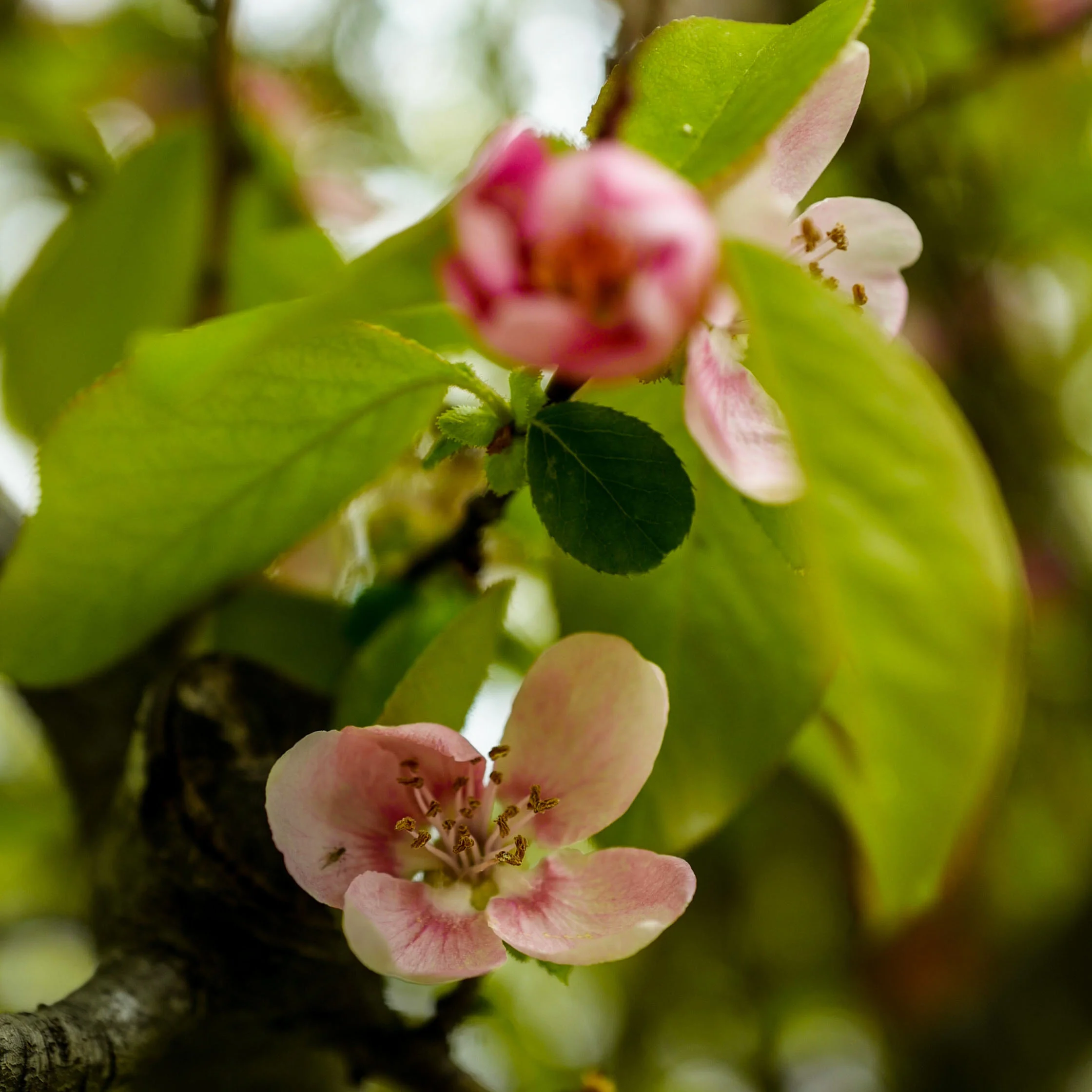 The Springtime Flowers Of The Kyoto Gyoen National Gardens Craft Tabby