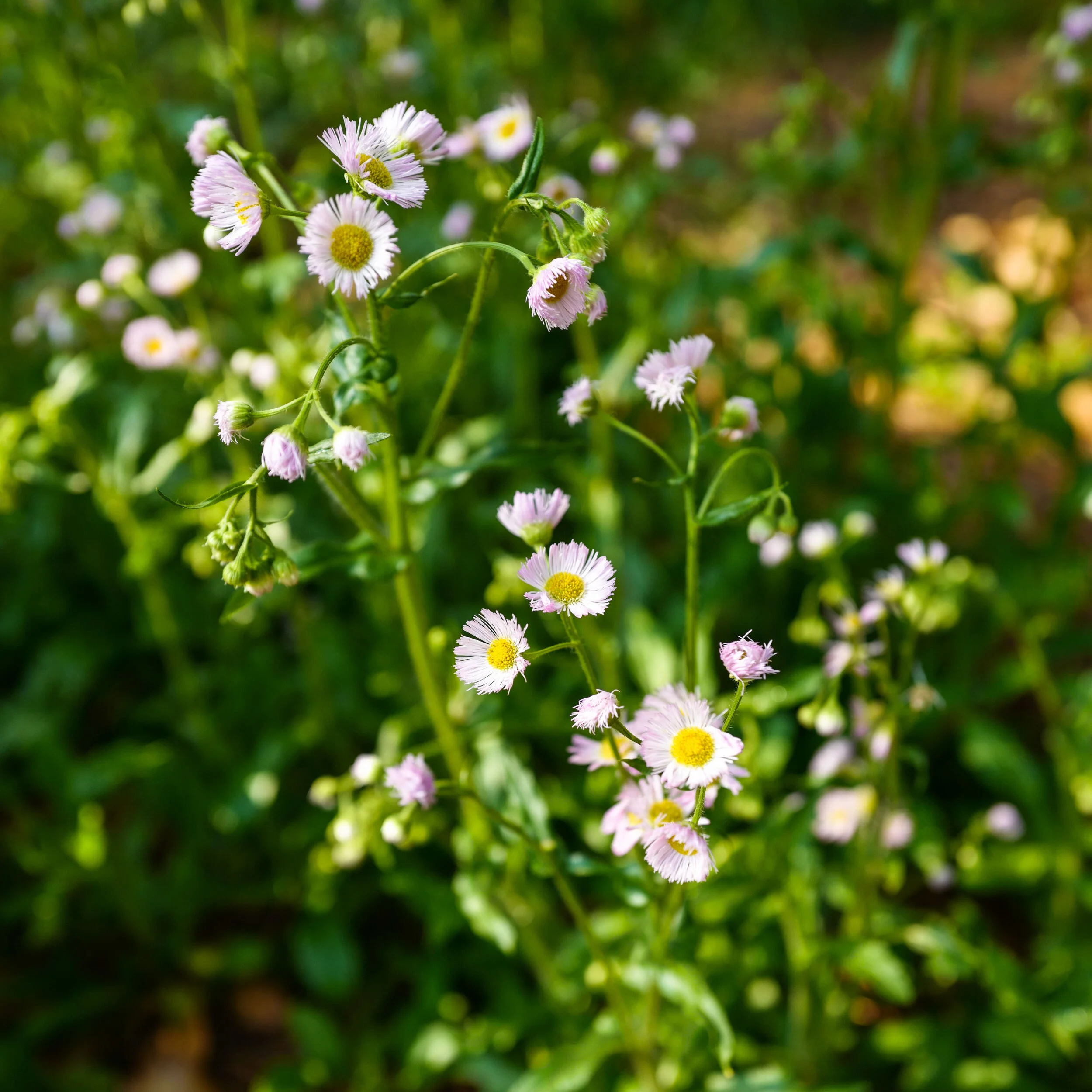The Springtime Flowers Of The Kyoto Gyoen National Gardens Craft Tabby