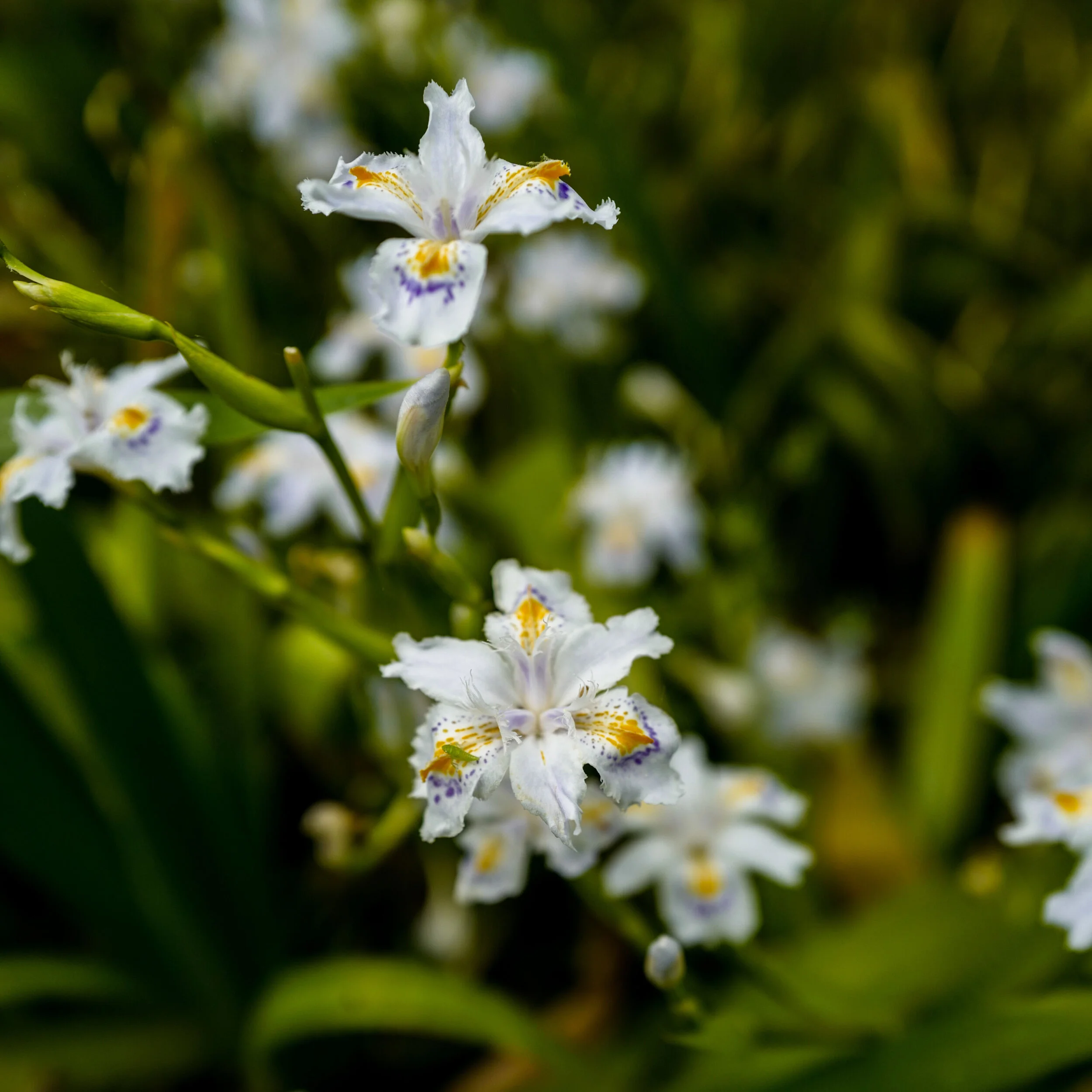The Springtime Flowers Of The Kyoto Gyoen National Gardens Craft Tabby