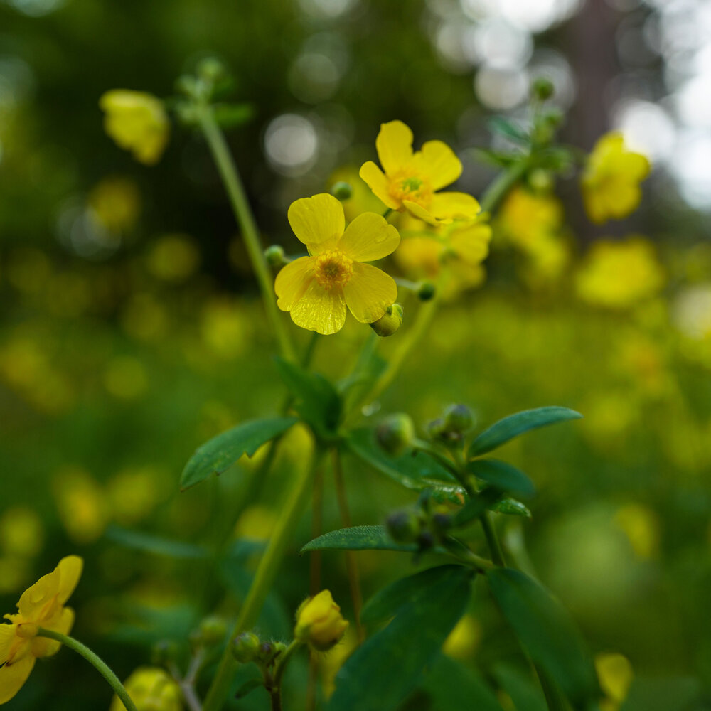 Wild Plant Foods Of Britain Silverweed Potentilla Anserina L