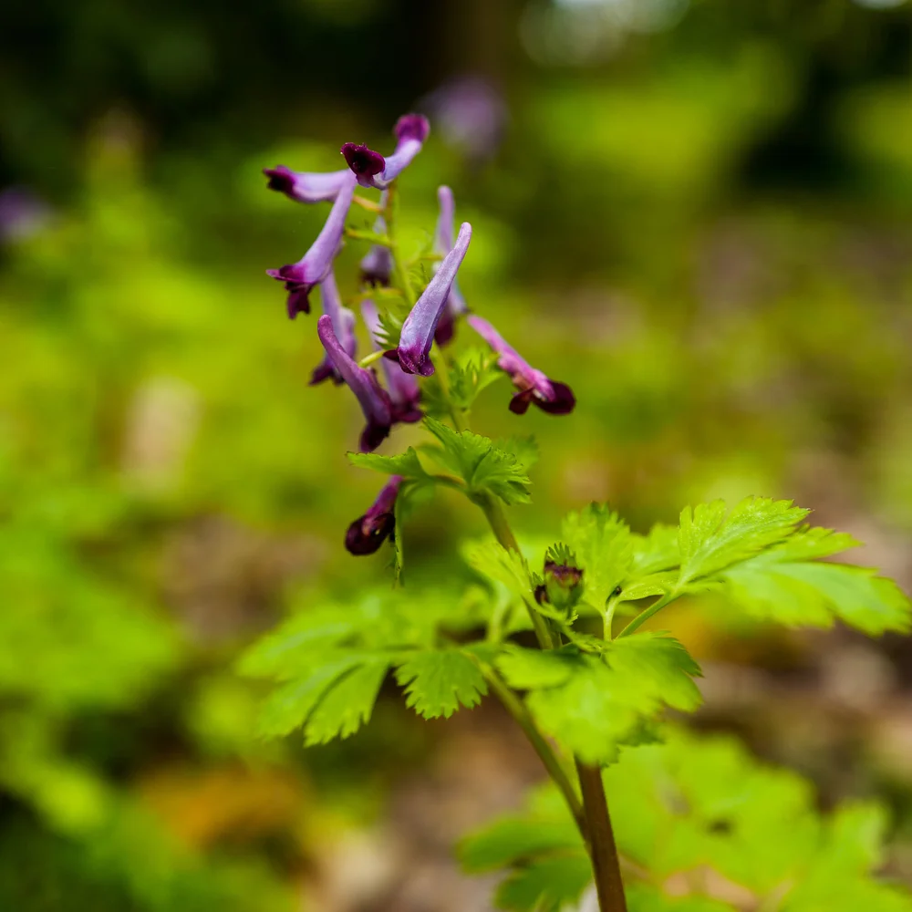 Téléchargement gratuit Images Map But Physical Maps Printed
