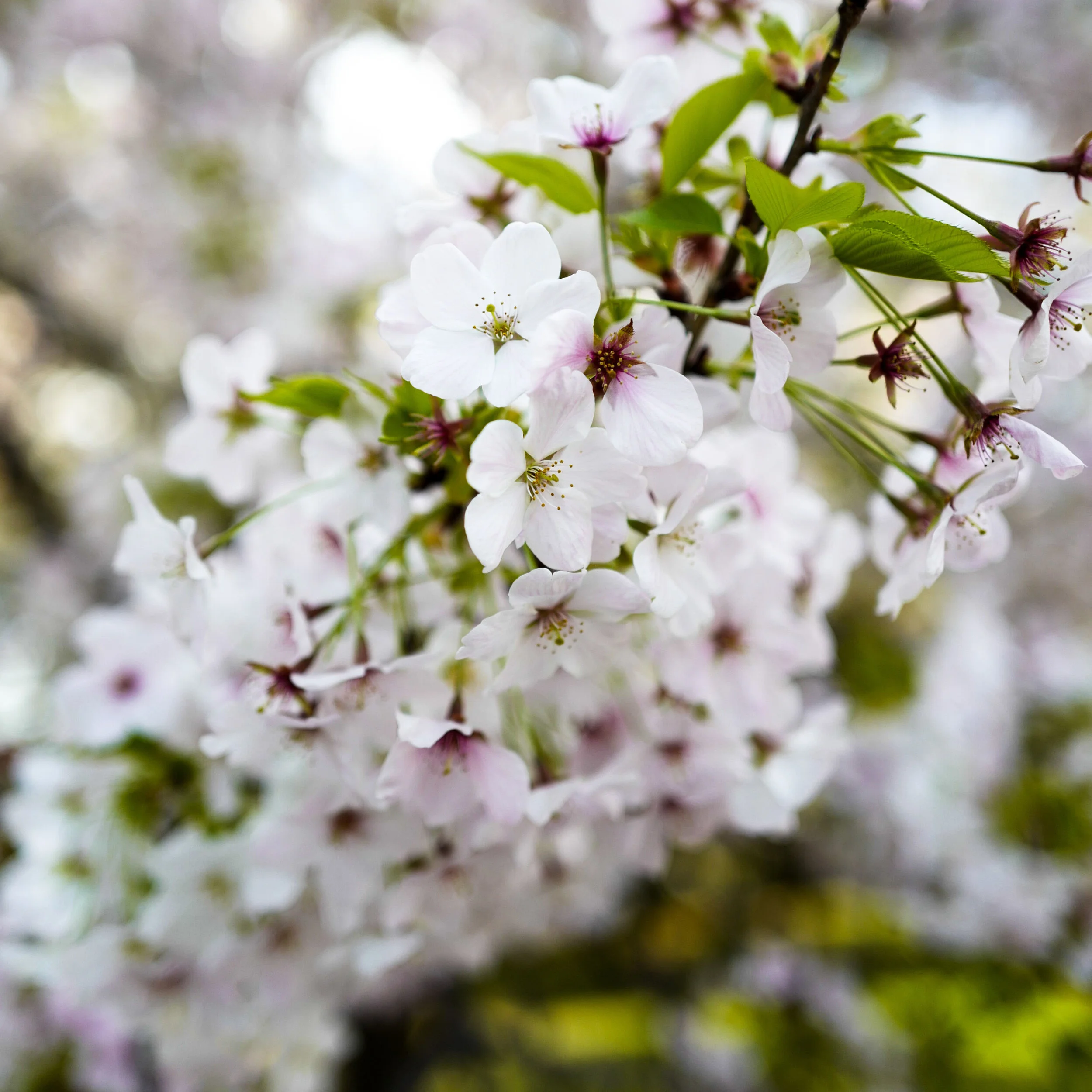The Springtime Flowers Of The Kyoto Gyoen National Gardens Craft Tabby