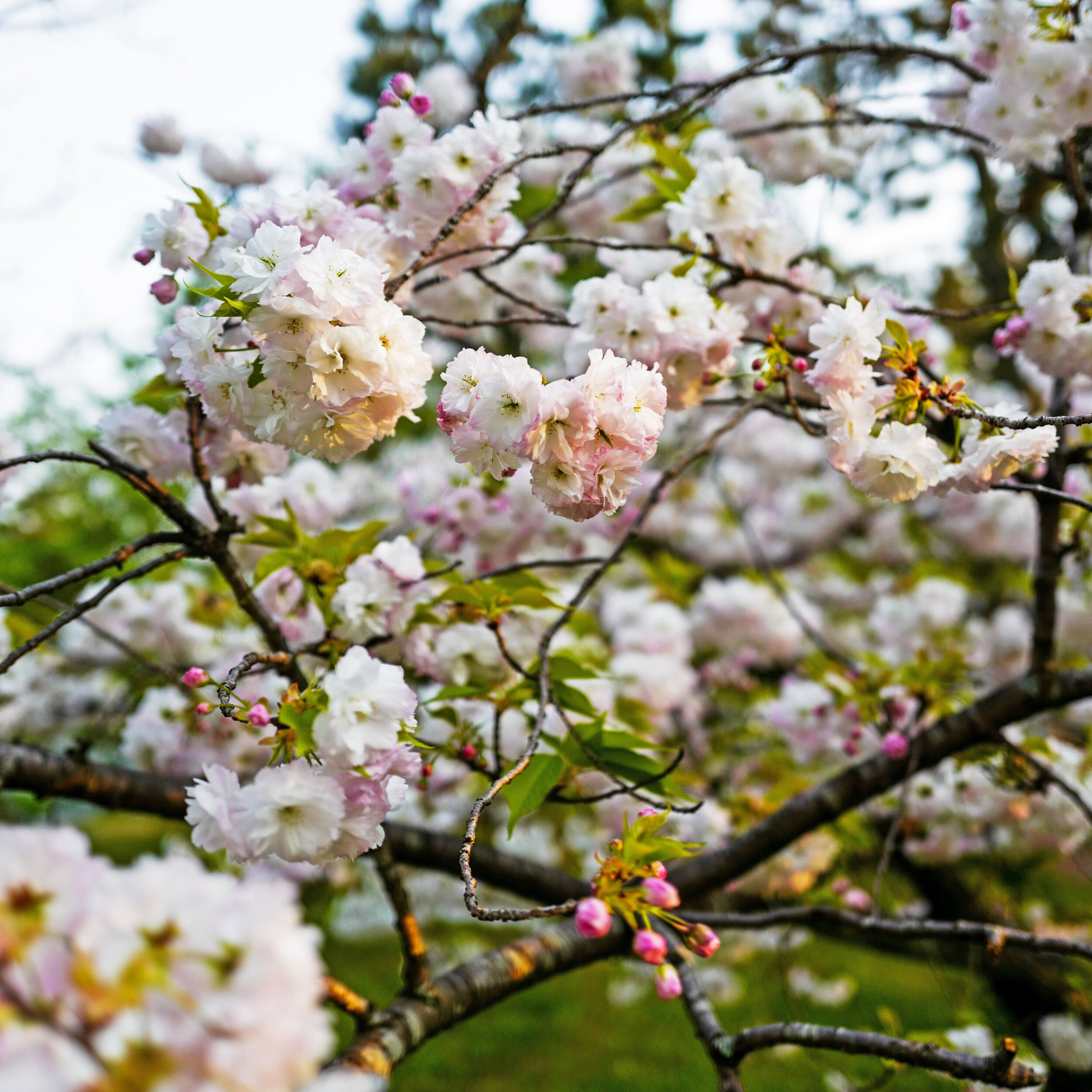 The Springtime Flowers Of The Kyoto Gyoen National Gardens Craft Tabby