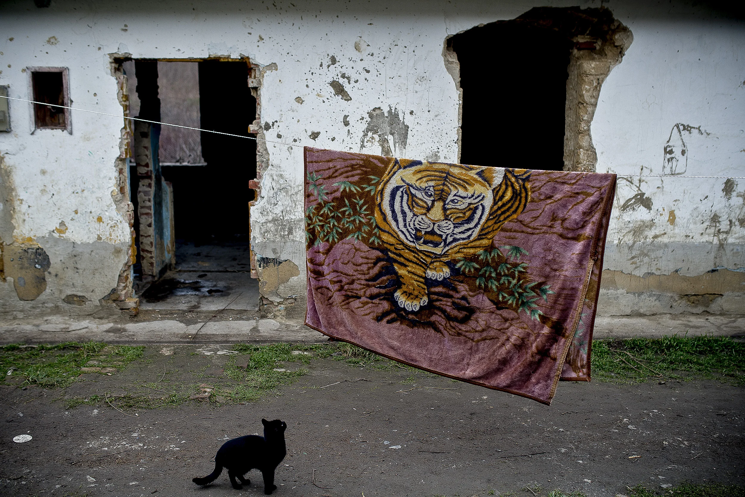 cica_tigris.jpg