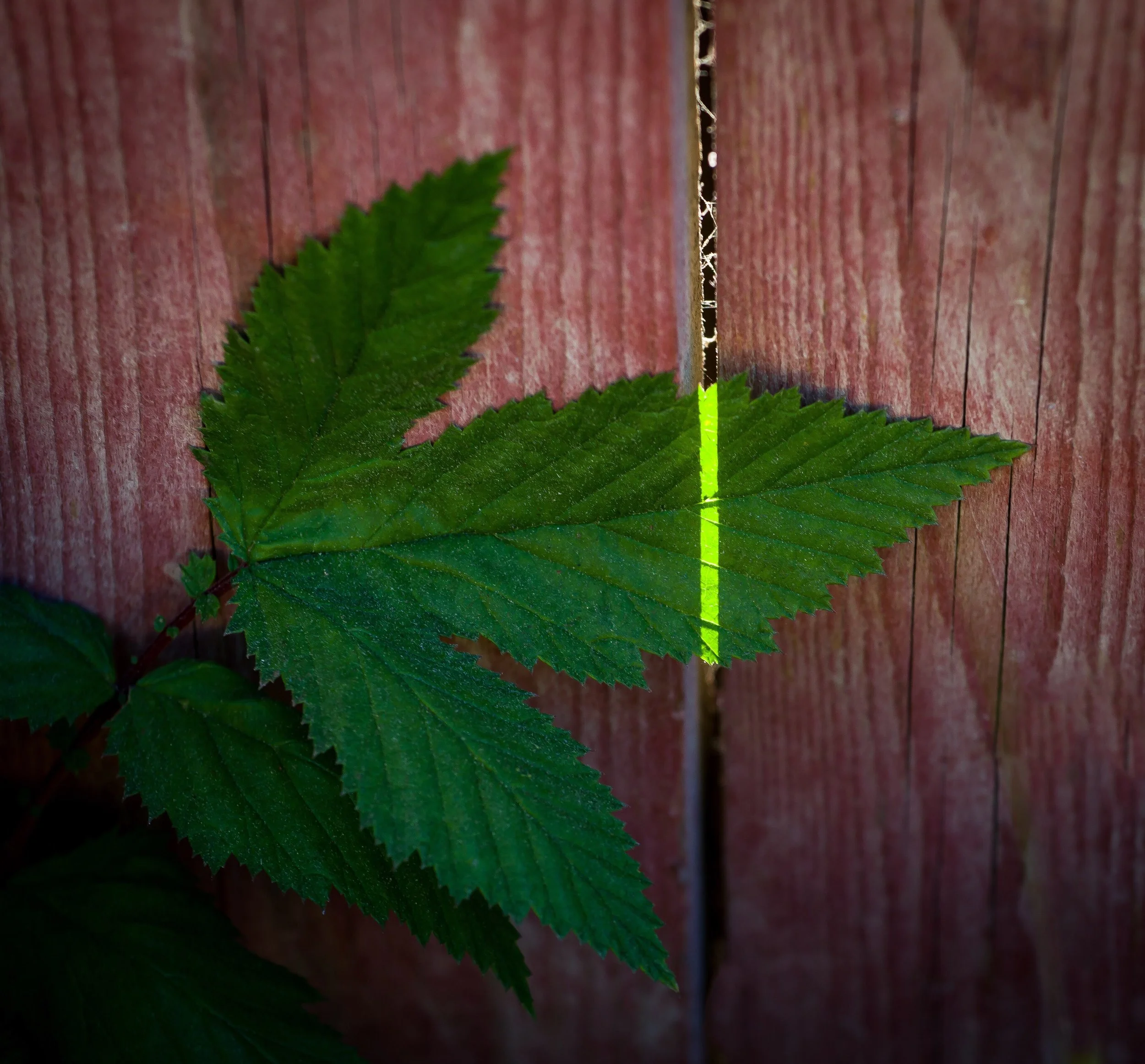 Ray of hope