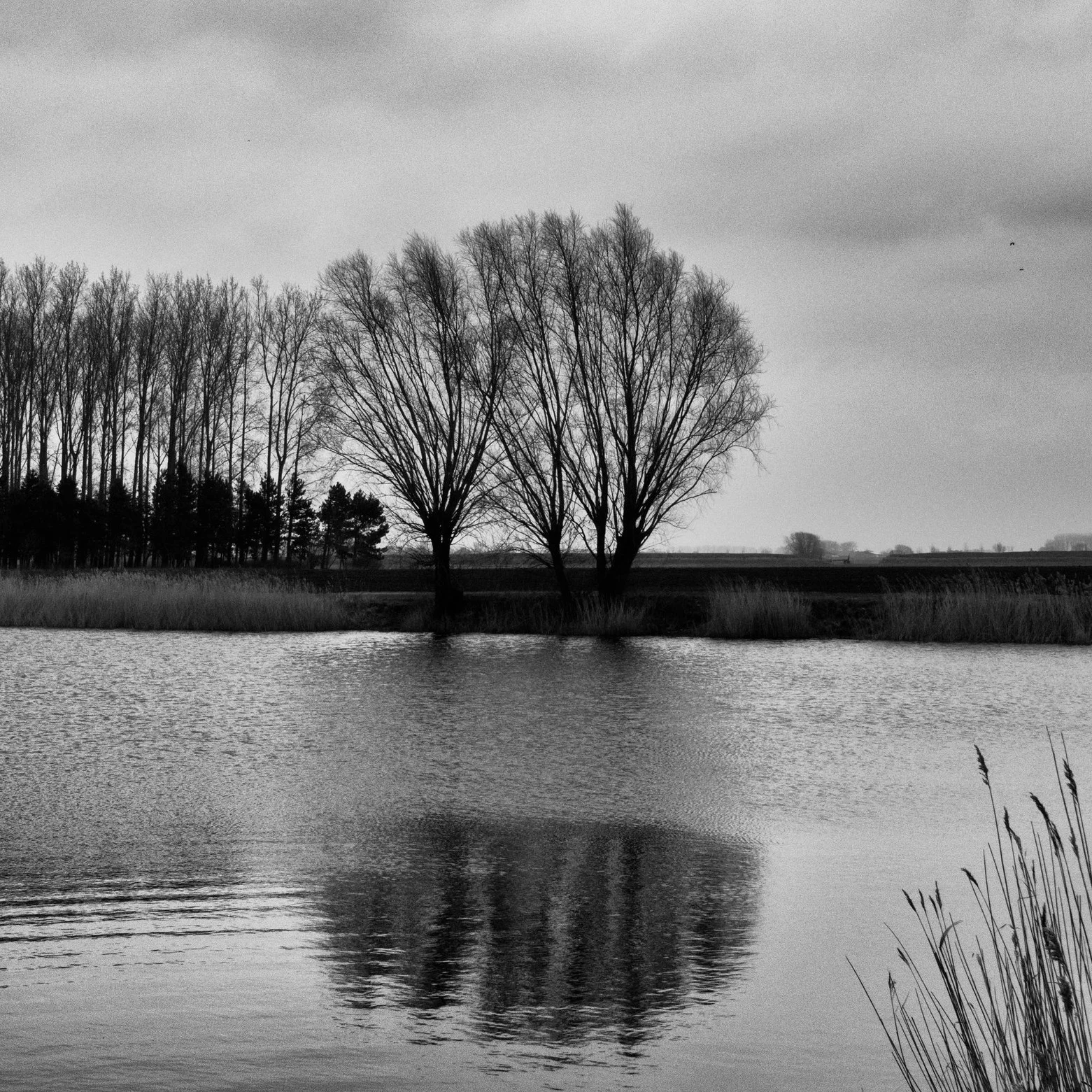 Meetjesland+5+van+9+-+2019+03+01+-+Krekengebied+meetjesland+-0235-bewerkt.jpg