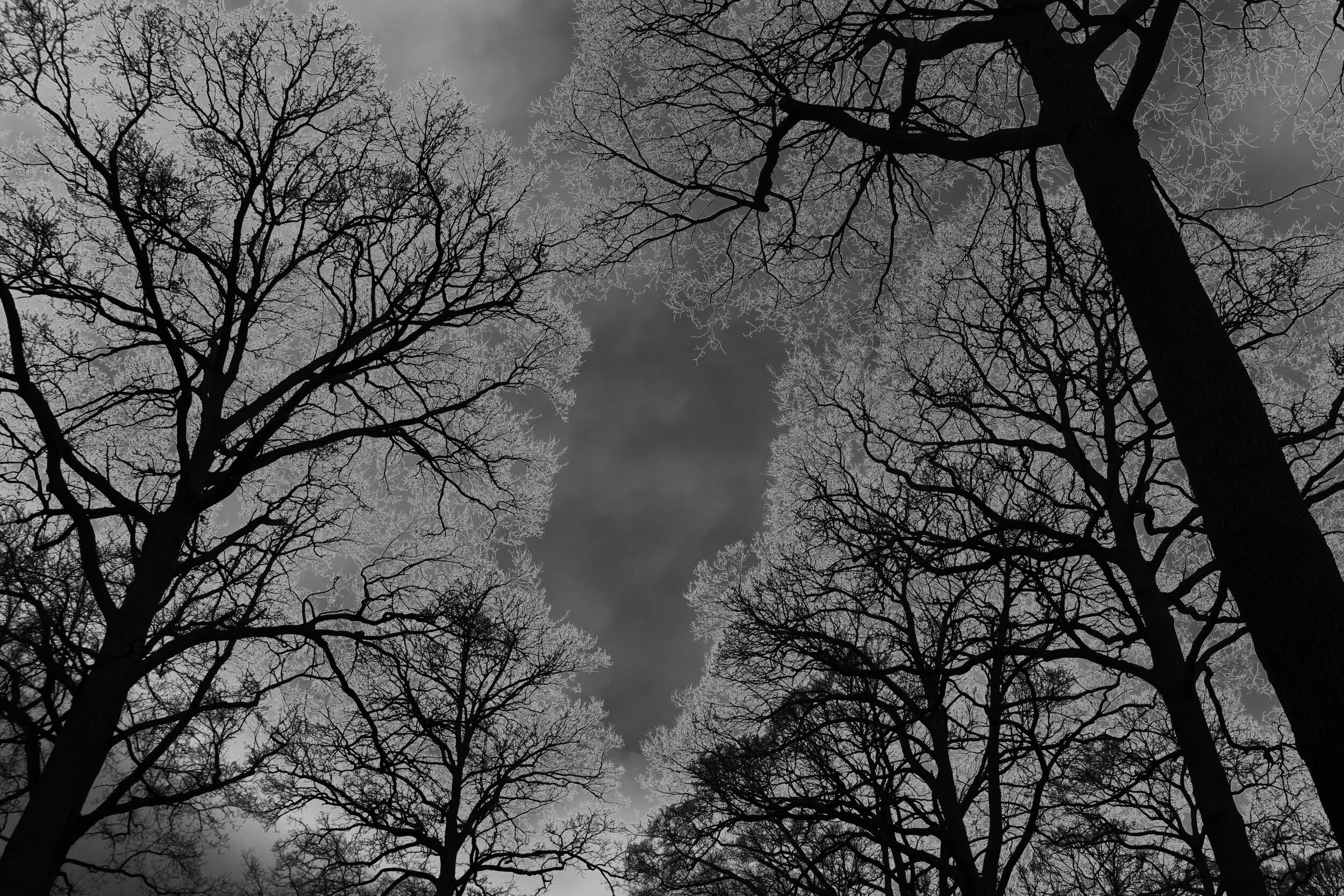 Conversation of Trees (5 van 8) - 2021 04 07 - Plantentuin Wespelaar (227 van 360)-bewerkt_.jpg
