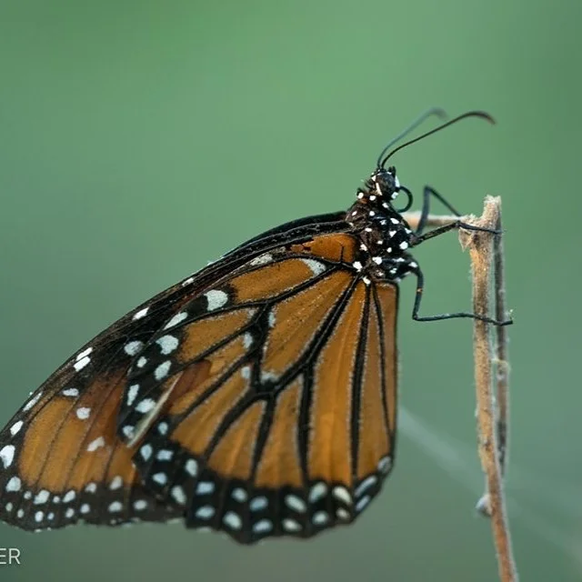 Ay Mariposa is coming to Tucson! We’ll be screening at @theloftcinema Saturday 10-26 2pm followed by a special panel discussion with our documentary stars and Director @krista_schlyer