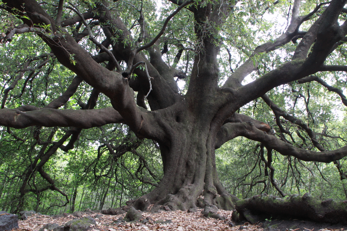 IMG_6461-Quercus-ilex-Ilice-di-carrinu.jpg