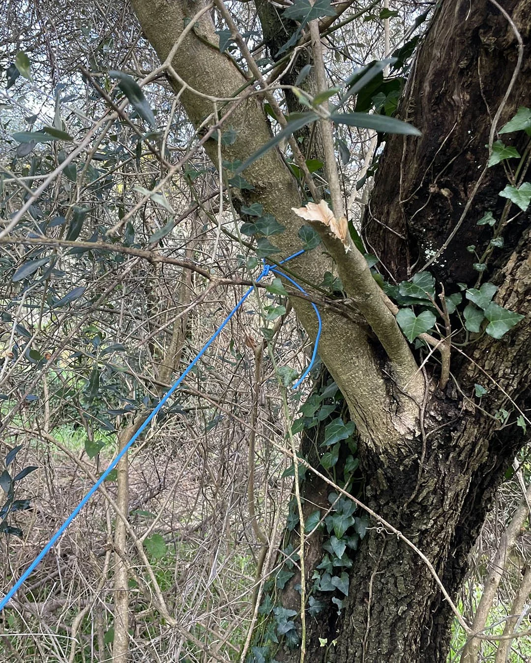 Mimesi reale . Virgilio Rospigliosi 2004-2026, installazione performativa. dipinto 80x60, poltrona, legno ,specchio porcellana e filo elettrico 4.jpg