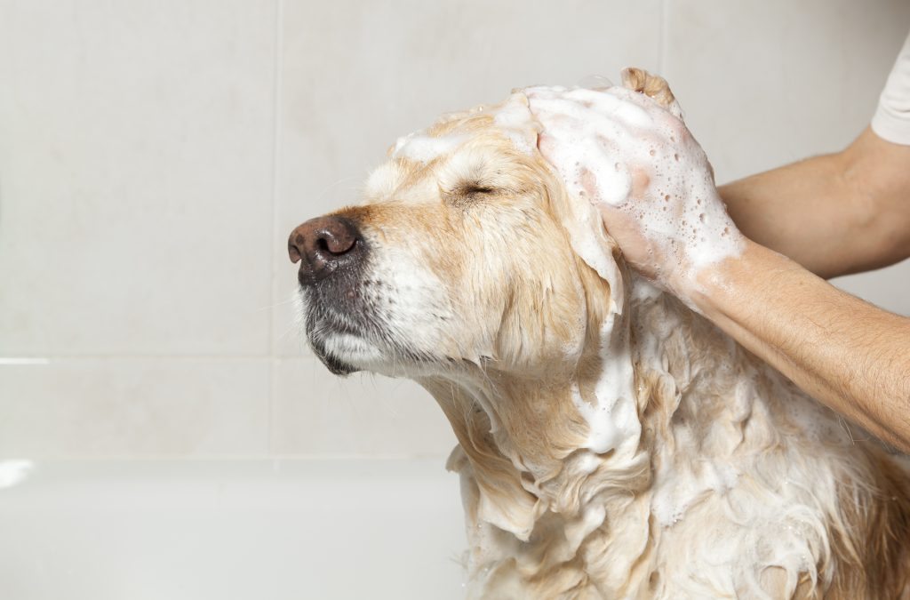 Pamper your pooch at Jollytails   Grooming Salon    Learn More  