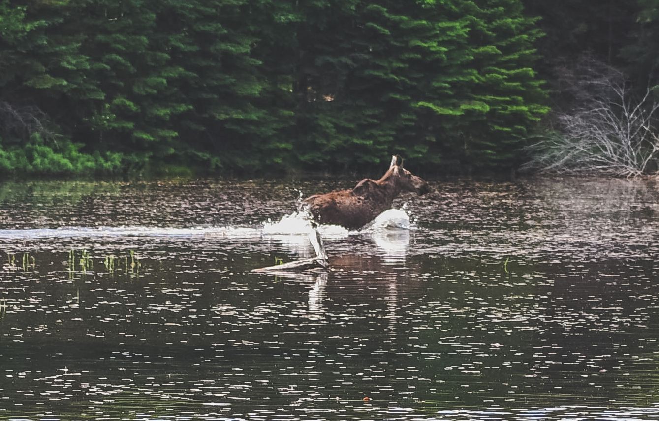 moose 3 - 1st day summer 2017 - land feel fade.jpg