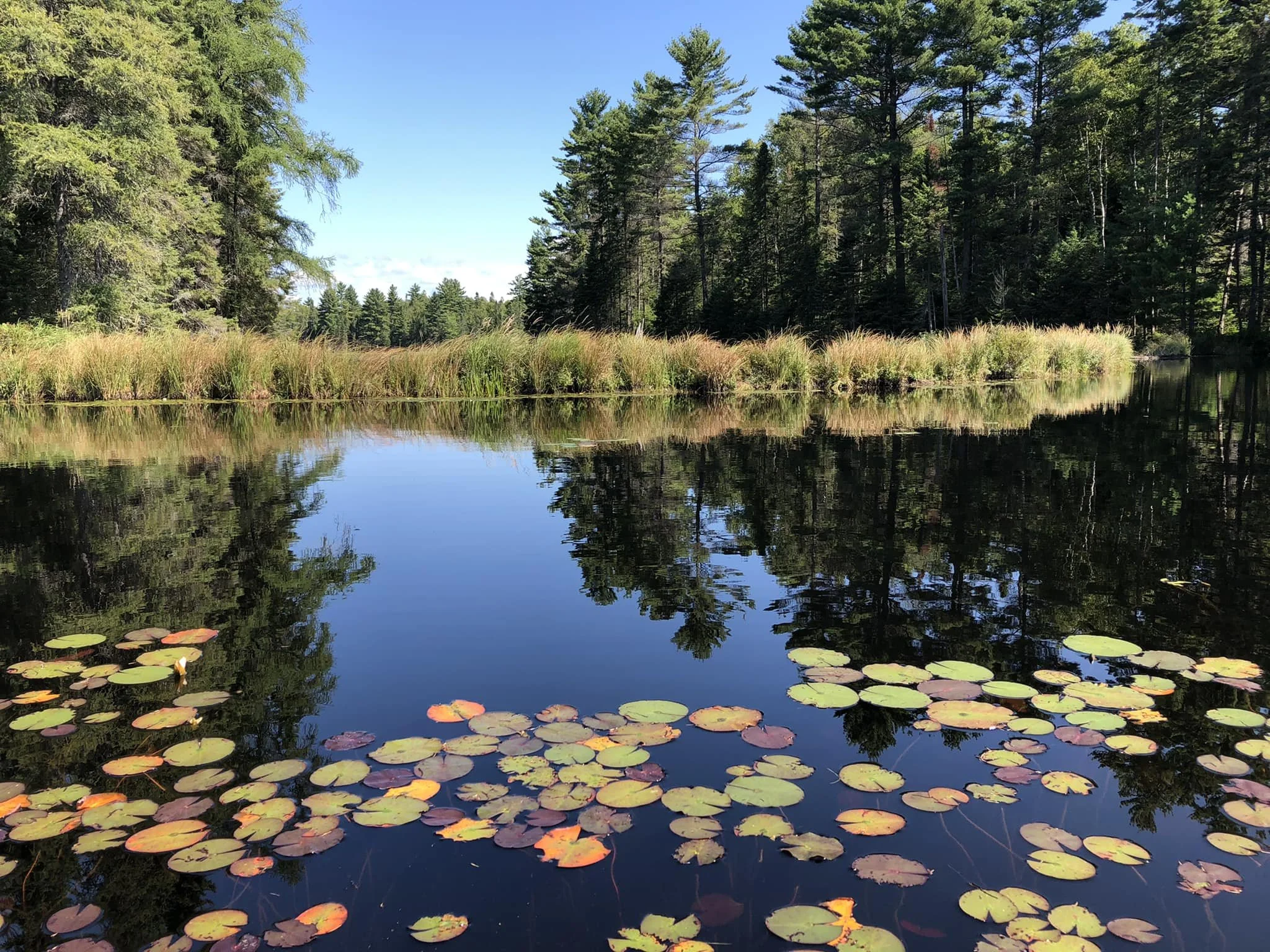 toad creek.jpg