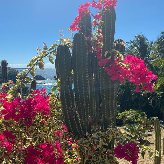 🌵🌵🌺🌺