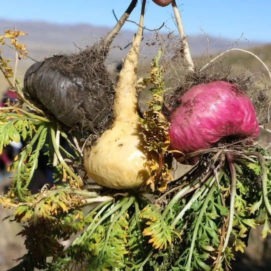 Tres recetas para disfrutar los beneficios de la MACA 