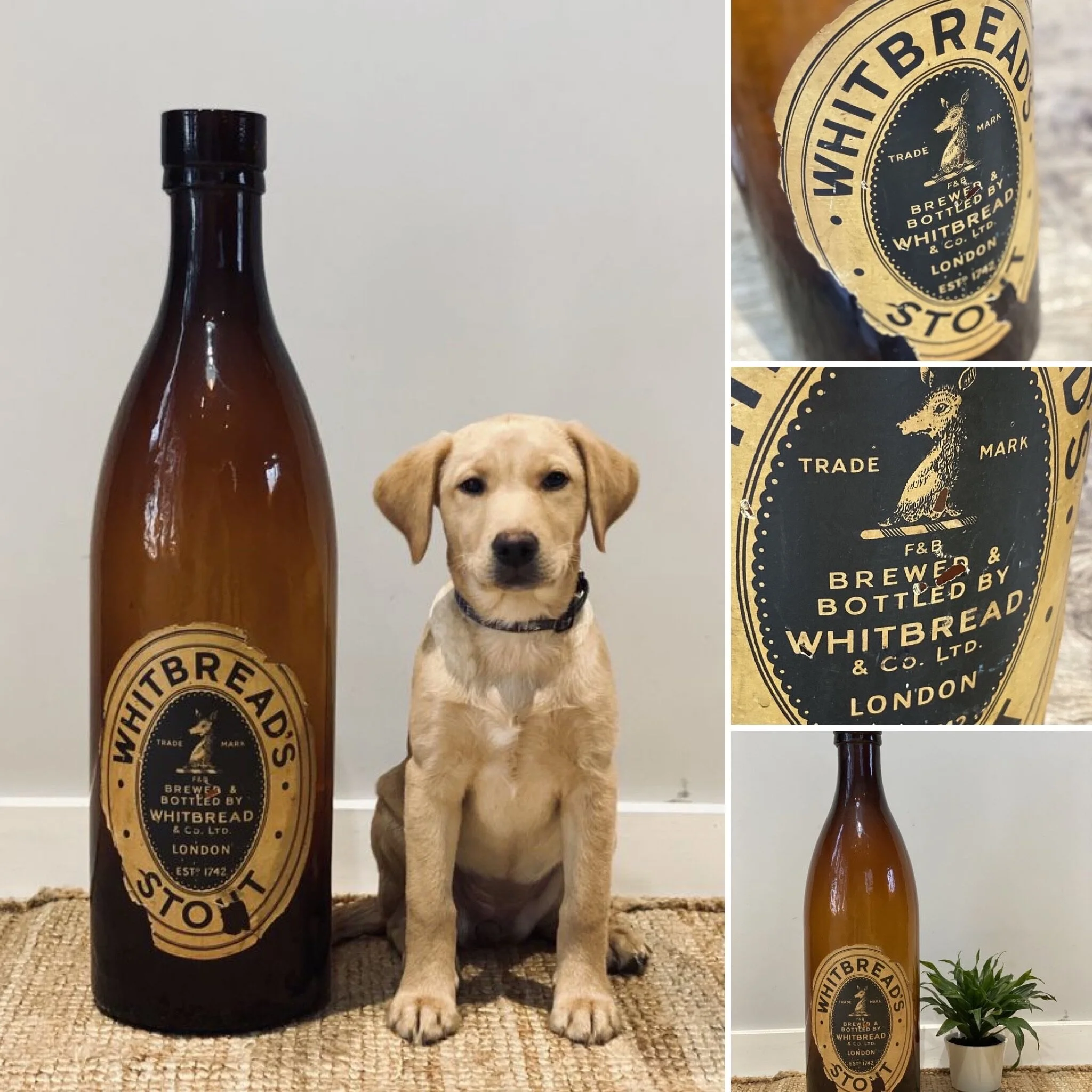 large promotional stout bottle