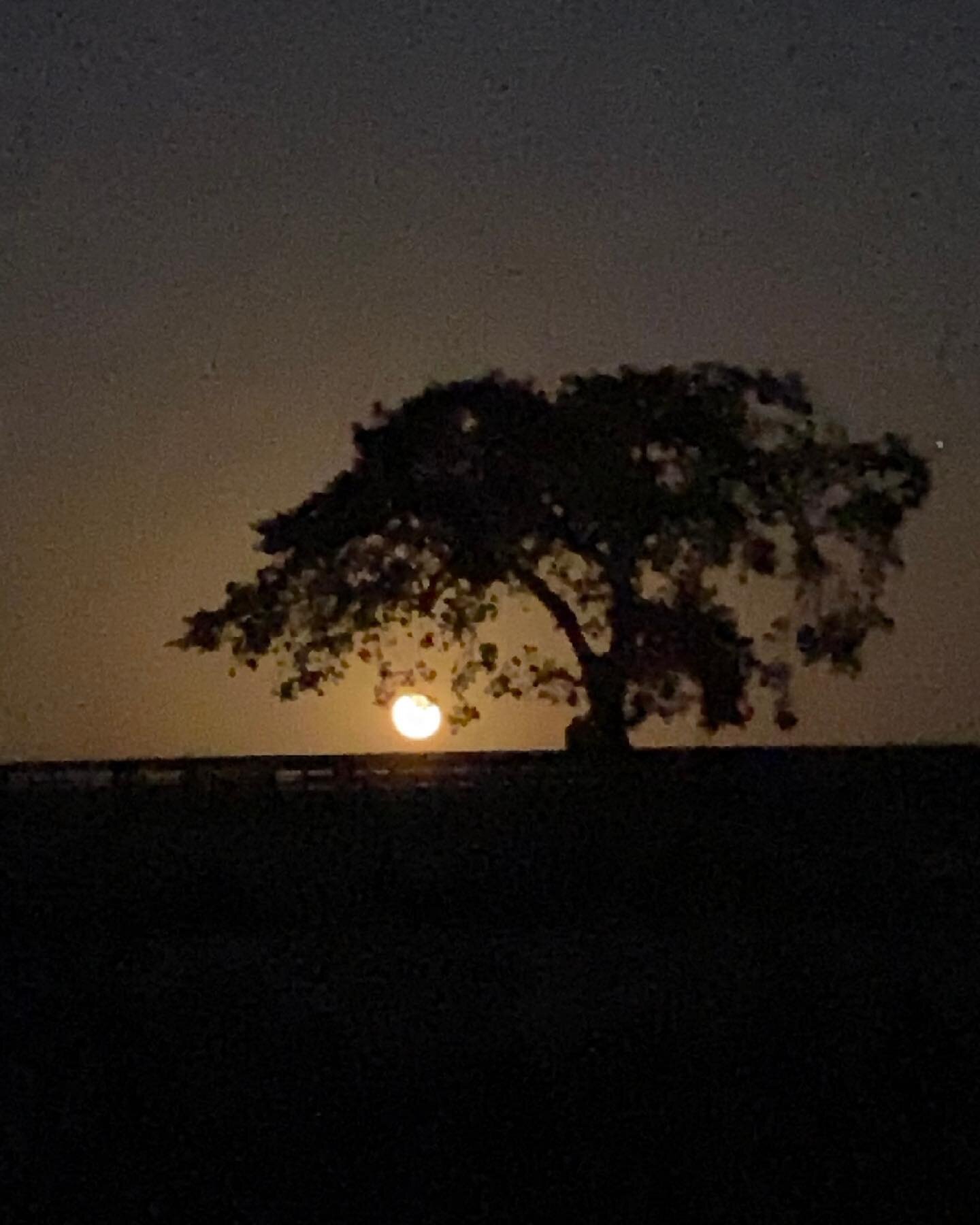 The farm is beautiful in the sunshine &mdash; but oh that mystical, magic moon the other night&hellip; 🌖⁠
⁠
#MoonlightMagic⁠
#EcomamaFarms