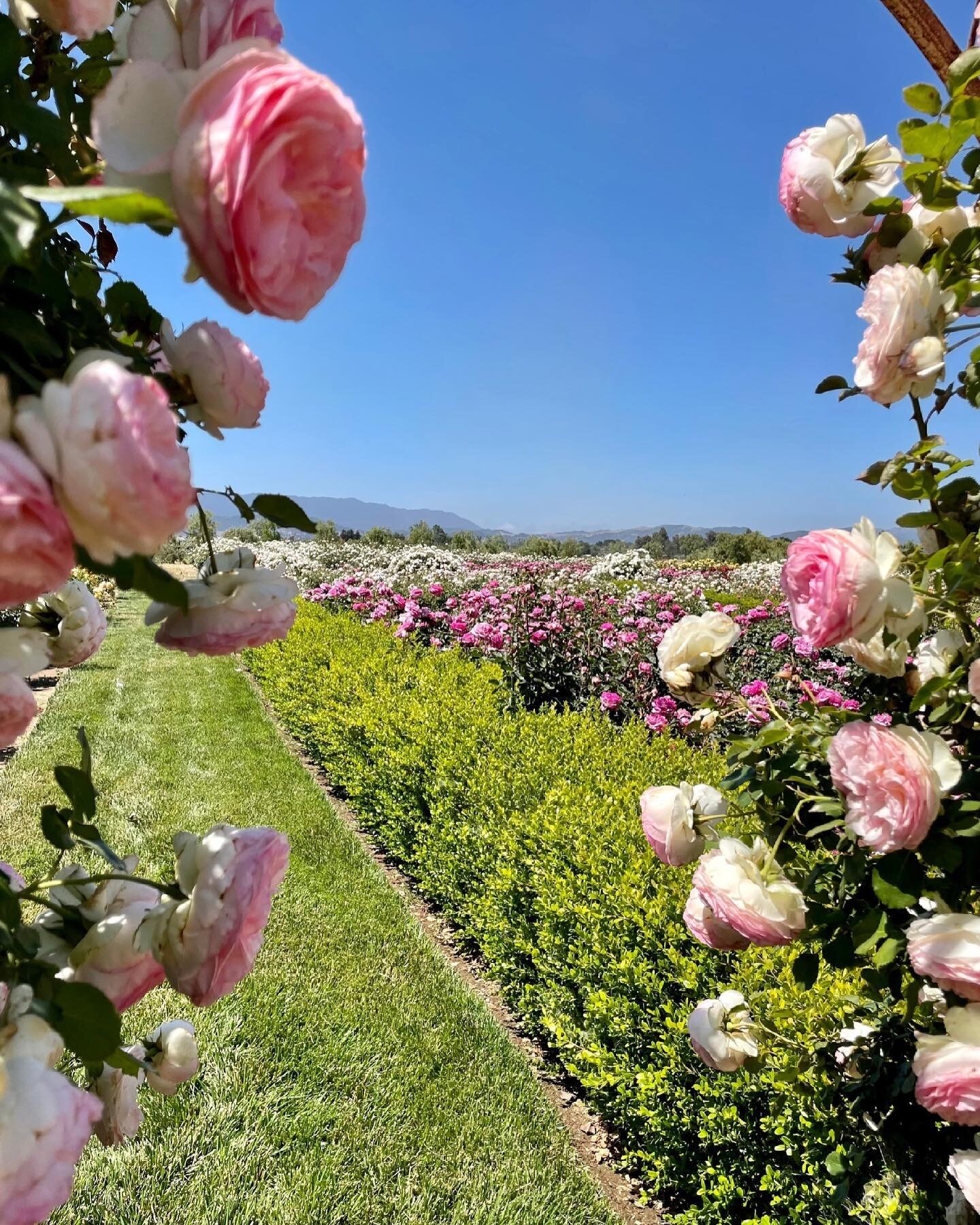 A glimpse into paradise ✨⁠
⁠
#Serenity⁠
#EcomamaFarms