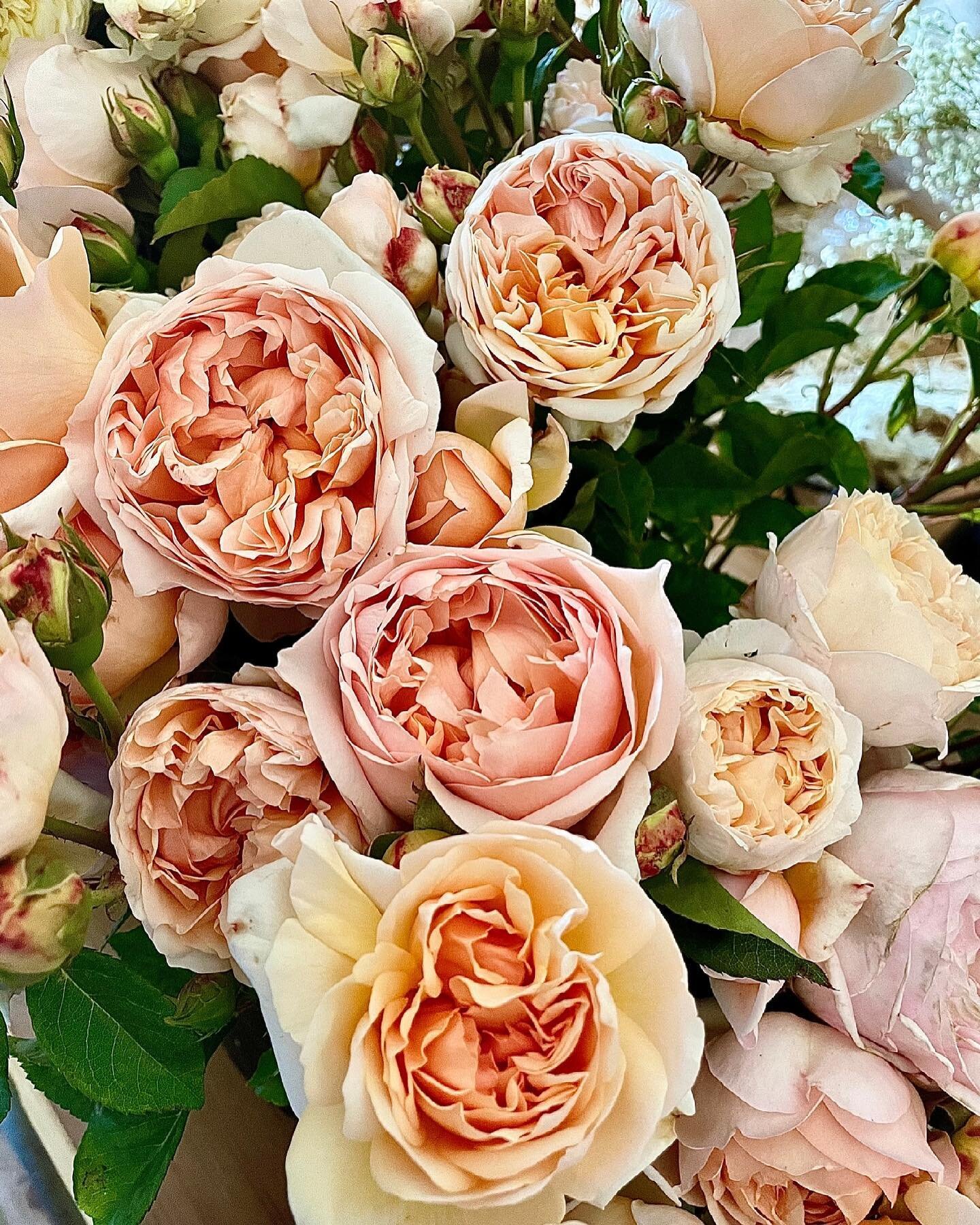 These beauties deserve a close-up 😍⁠
⁠
#FlowerPower⁠
#EcomamaFarms