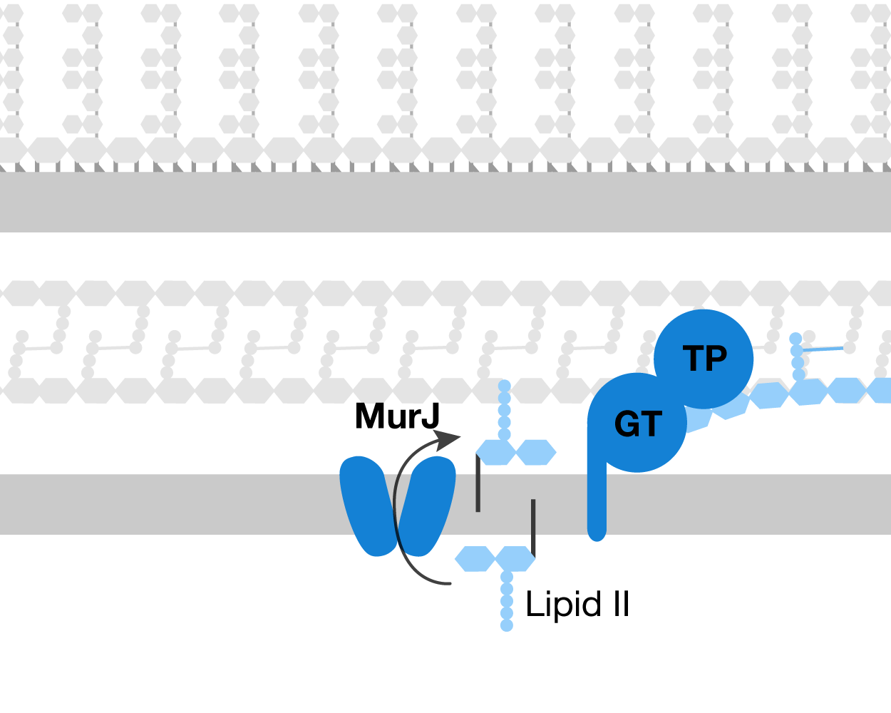 cell morphology and cell wall synthesis localisation... Cell wall biosynthesis — Kahne Lab