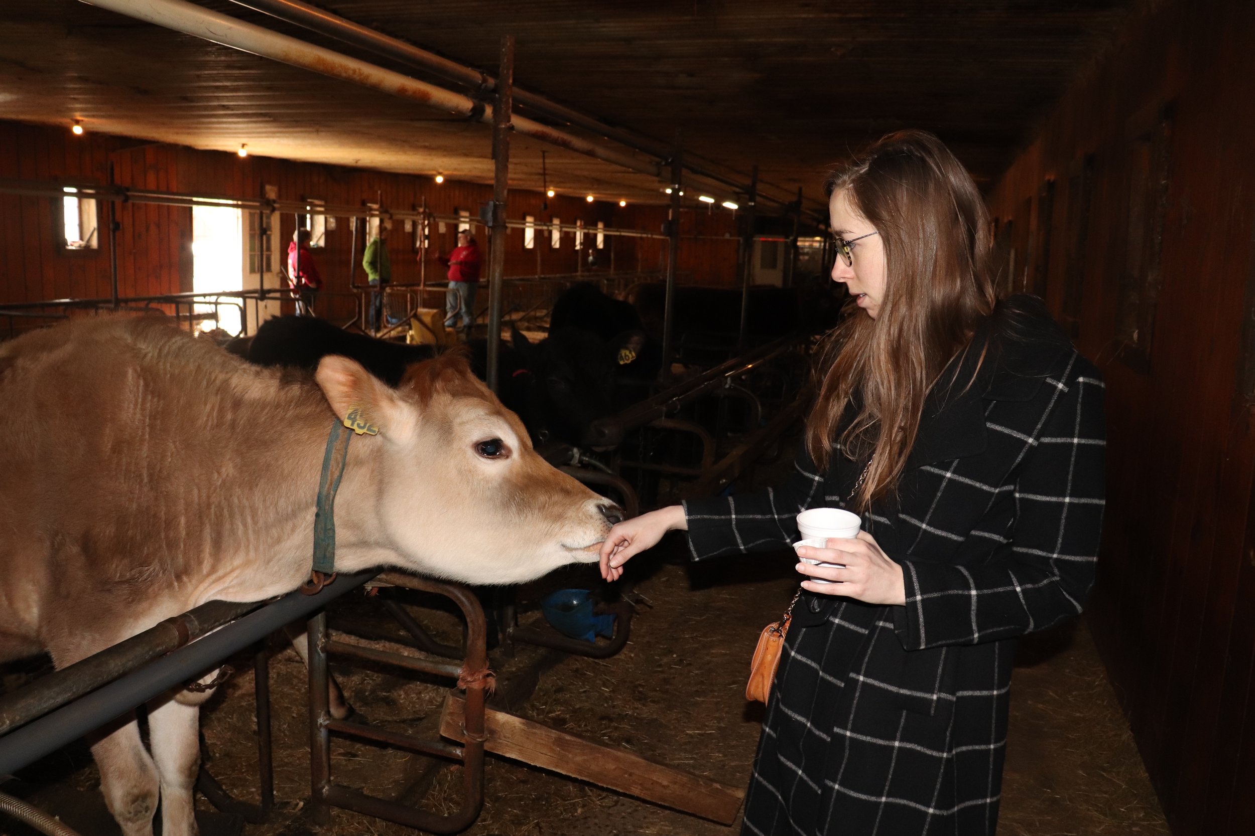 Mary with Cow copy 2.jpg