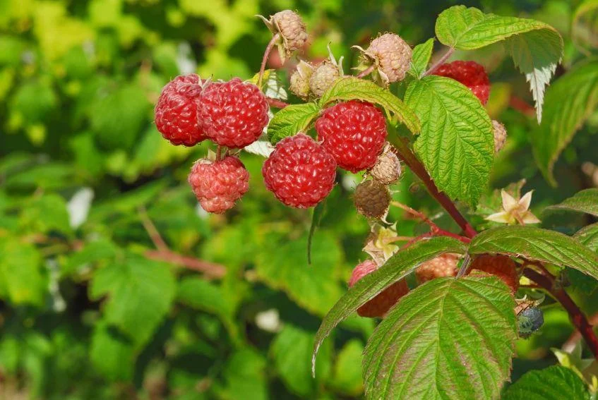 123743-847x567r2-Red-Raspberry.jpg
