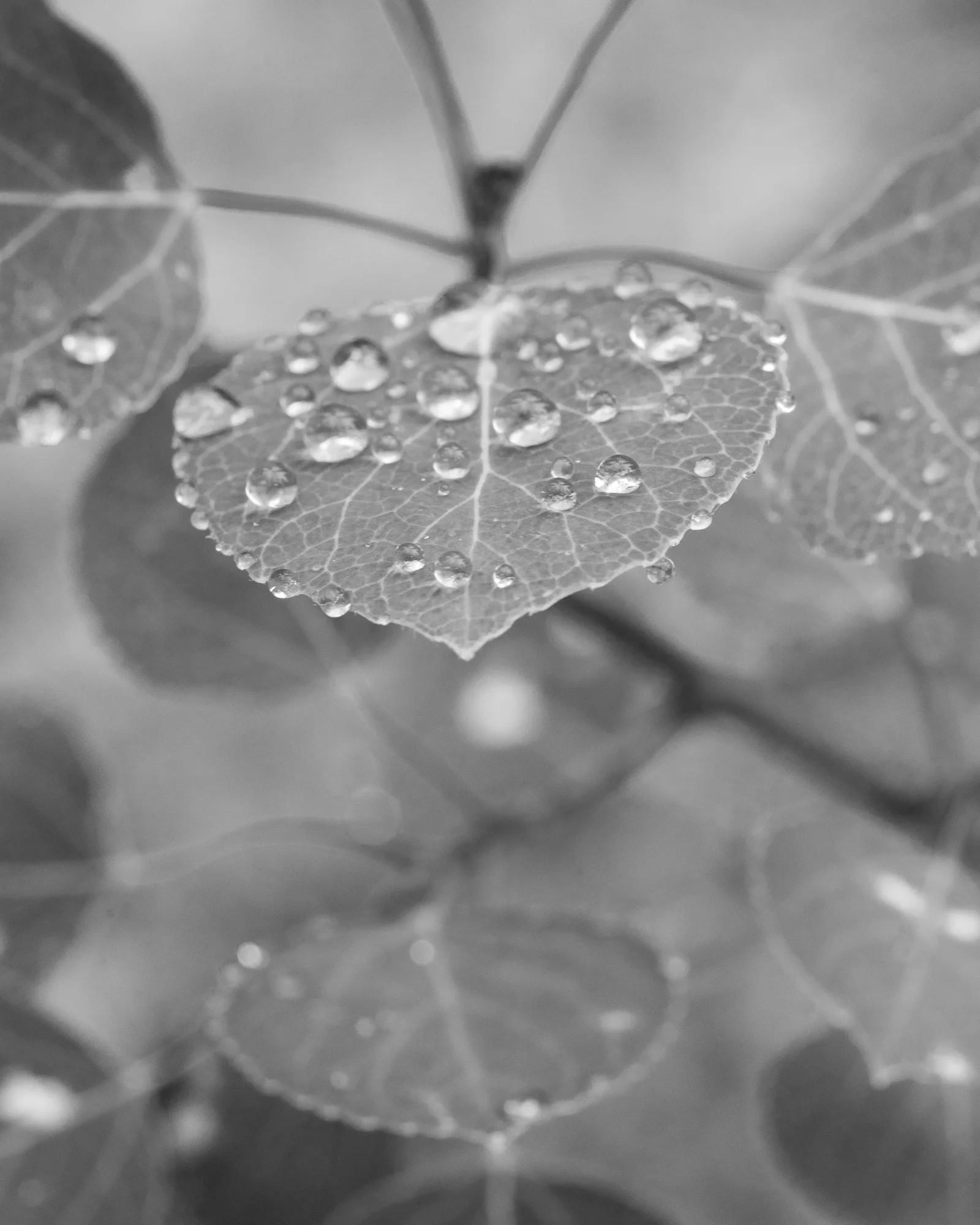 water_drops_light.jpg