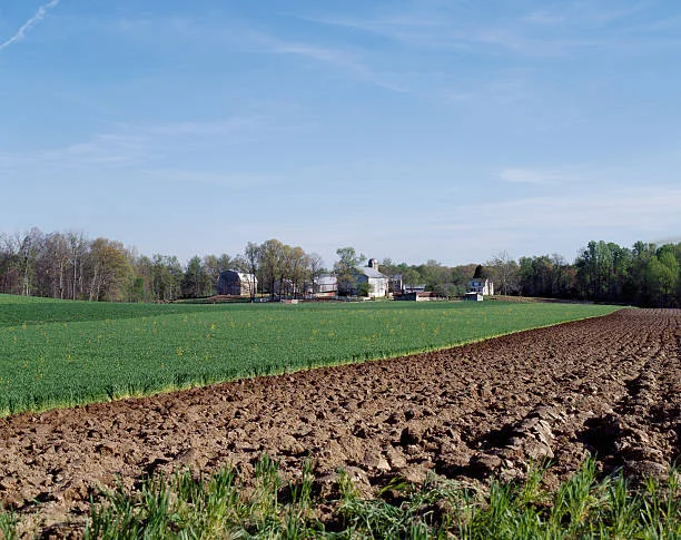 farm feild lines.jpg