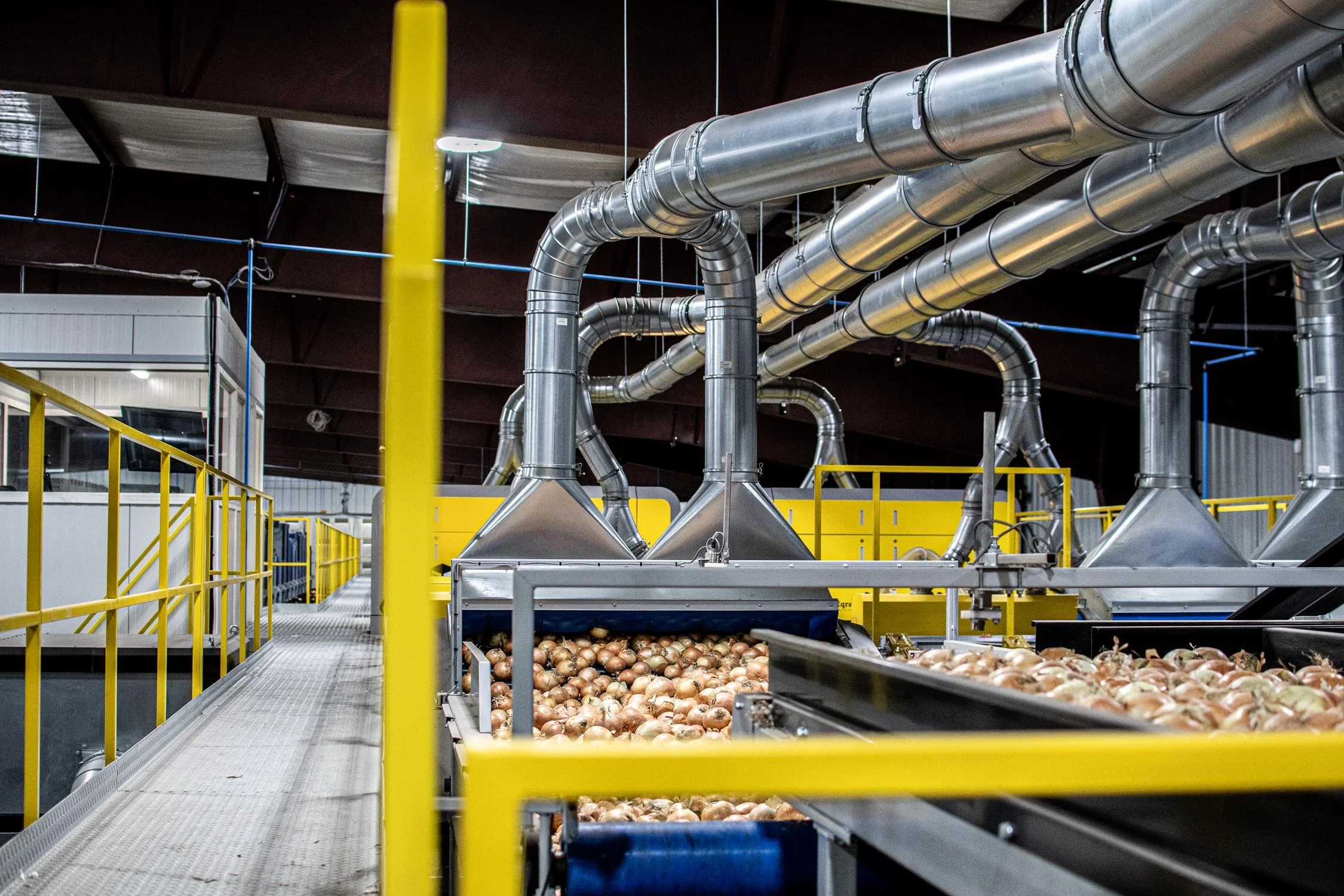 Eqraft_Modesta_Symach_Biometic_Eqrader_Optical_Onion_Potato_Grader_Binhandling_Combination_Scale_Weigher_Baxmatic_Autobagger_Cratefiller_Consumer_Packs_Baling_Line_03_Blue_Sky_Onions_NC1A_8444.jpg