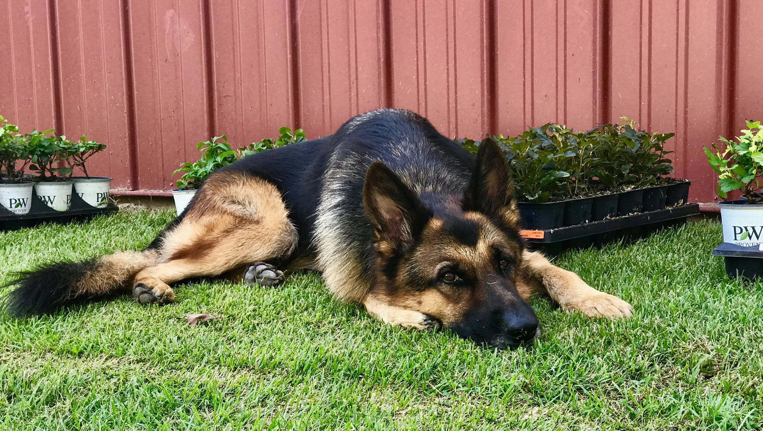 My helper…Kolar is completely unimpressed, but I am thrilled. Plus, I successfully offloaded the pallet from a 53' trailer with our new tractor forks. Winning!