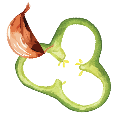 A green bell pepper with a portion of its top cut off, revealing the inner hollow and seeds.