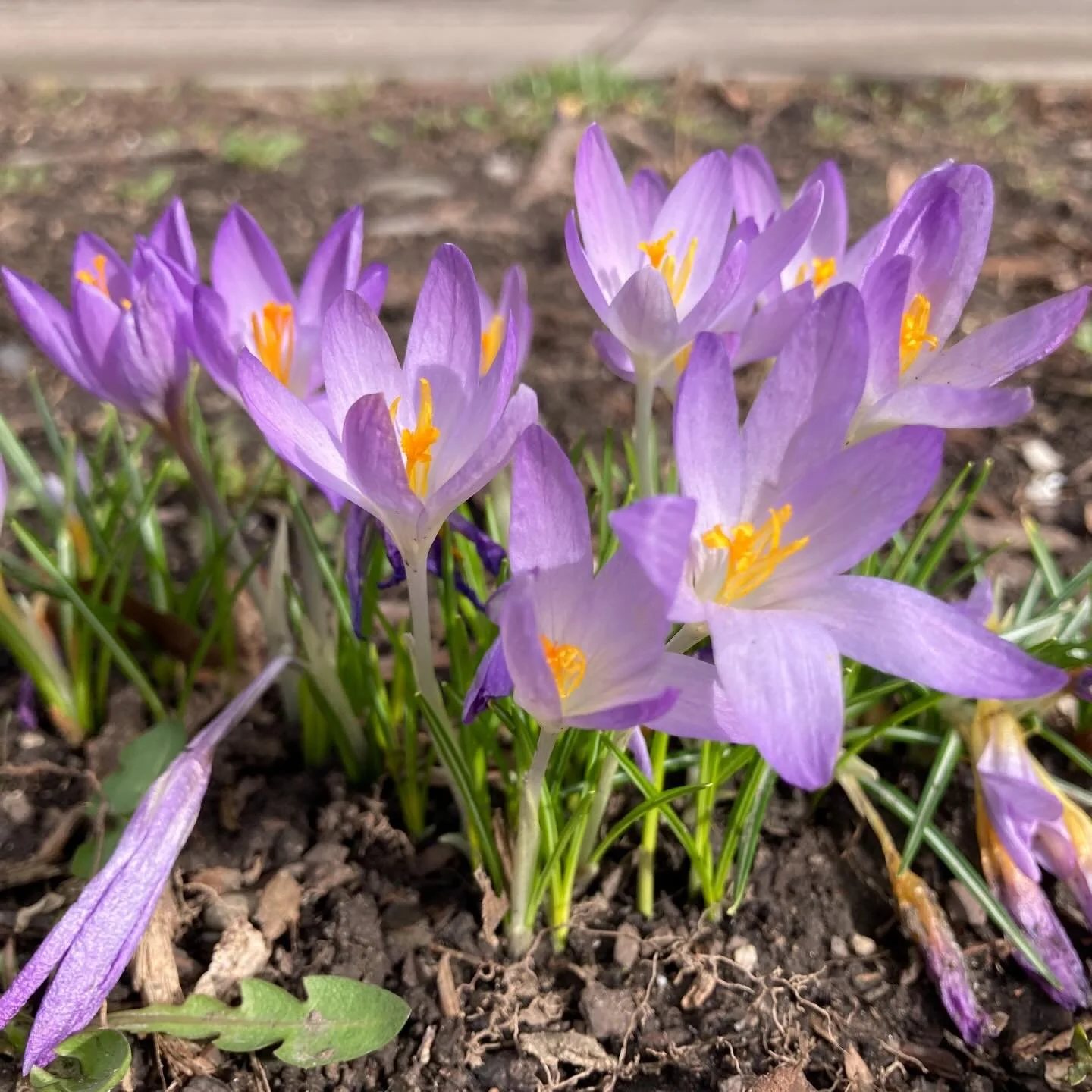 Sure it may get below 20 degrees 🥶 tomorrow, but today, today I&rsquo;m enjoying waking up to birdsong and the first blooms of spring 💐 

#springhassprung #upstateny #flowers #flowerstagram