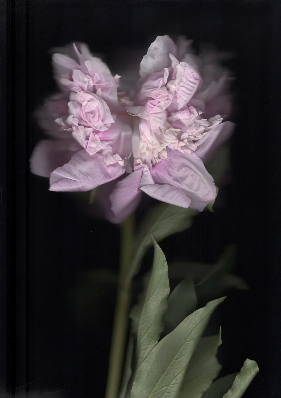 NM Peonies 07_Susan Zoccola.jpeg