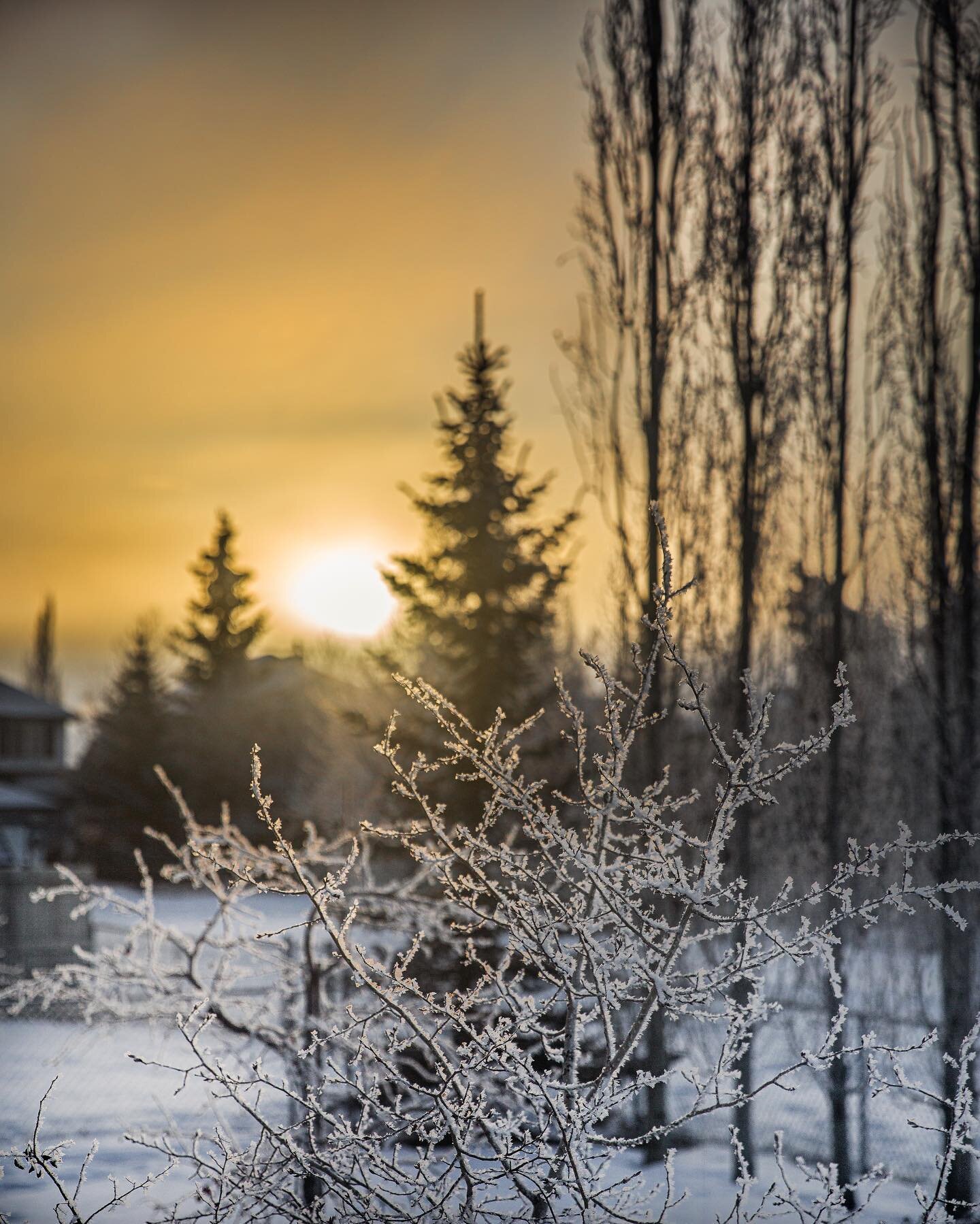 It&rsquo;s a beautiful day in the neighbourhood. 
.
.
.
.
.
.
.
.
#frostymorning #beautifulwintermorning #beautifulwinterday #igerscalgary #sharecalgary #calgaryphotographer #calgarysunrise #calgarylife