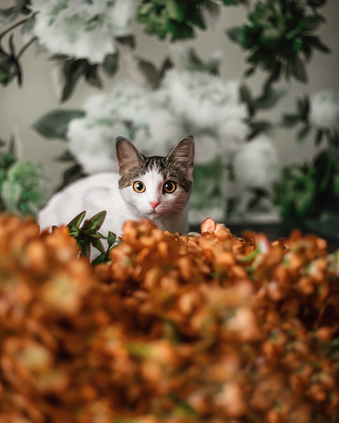 This was going to be a cat maternity shoot but this kitty is still far too playful to relax on the backdrop. I laid out a nice furry rug, cat treats and toys but she would not lay there. Pets and kids are so so similar lol. Put a beautiful cat bed ou