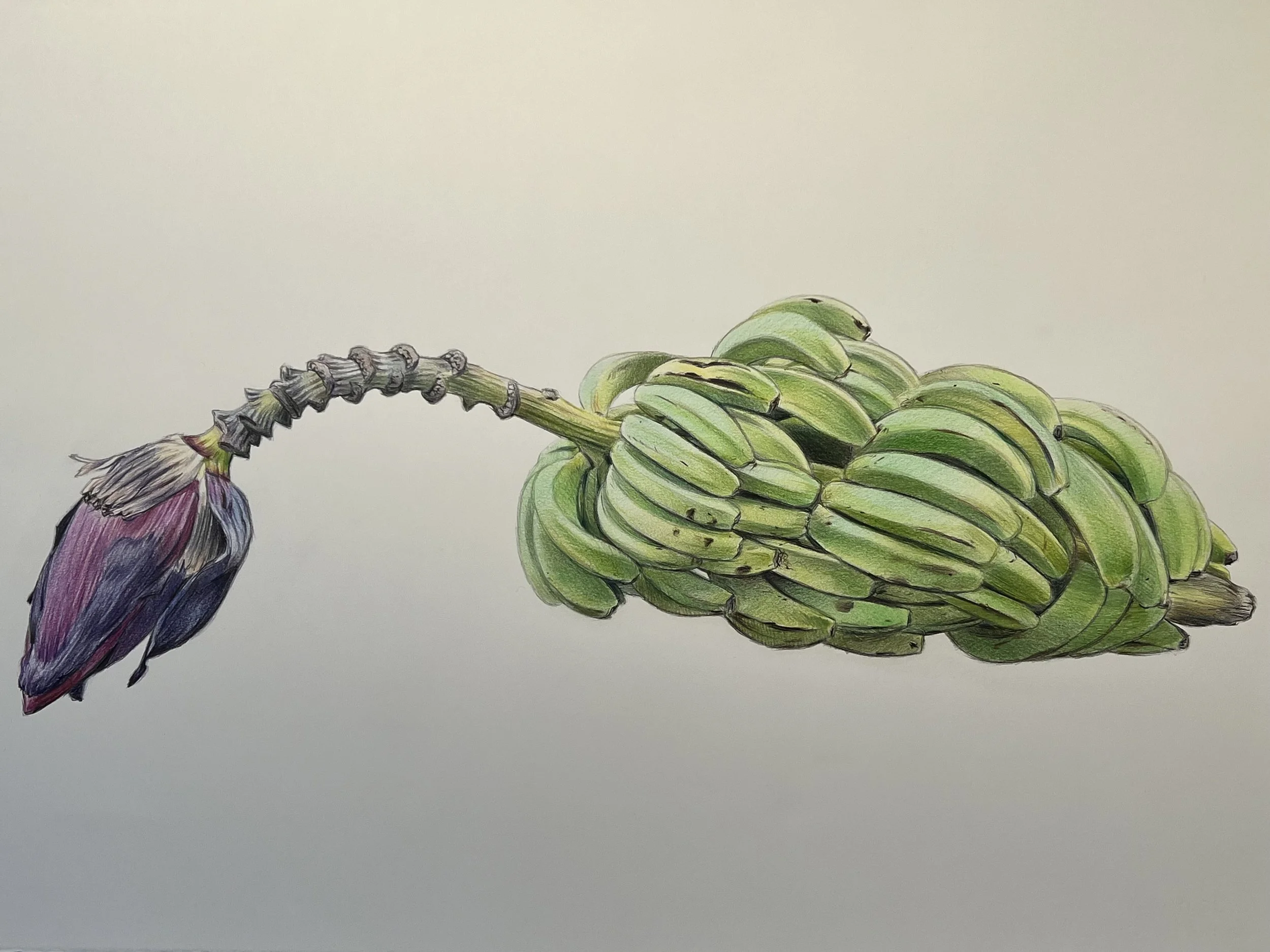 BANANA, 2025, 22"X30", graphite and colored pencil on paper.