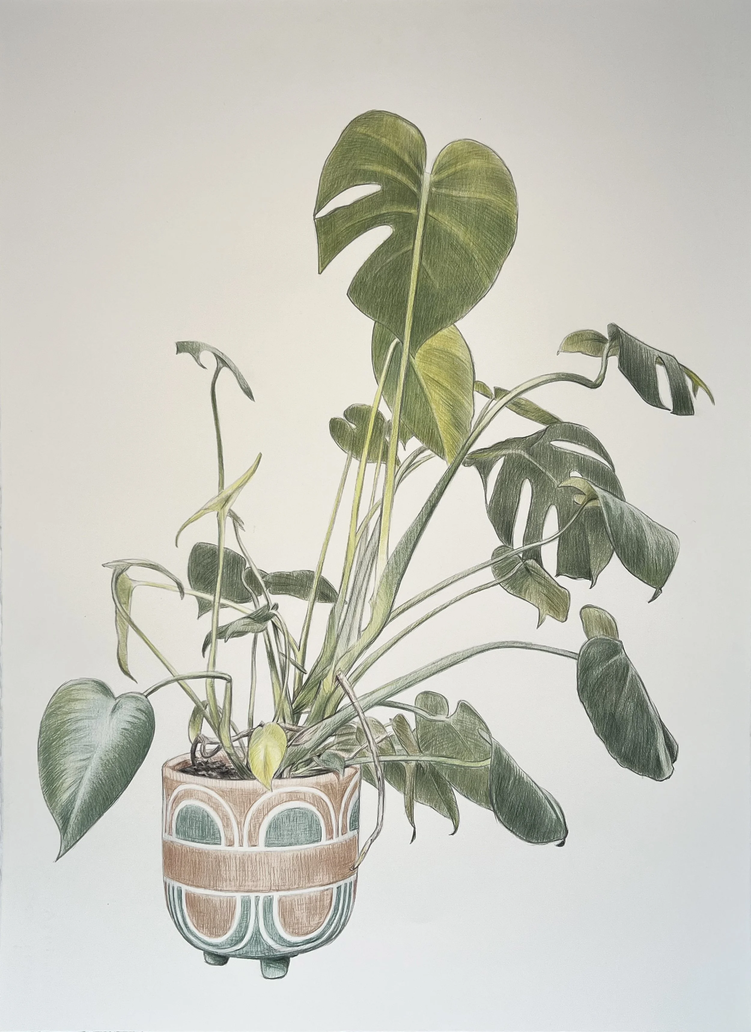 monstera, 2025, 22"X30", graphite and colored pencil on Arches paper.