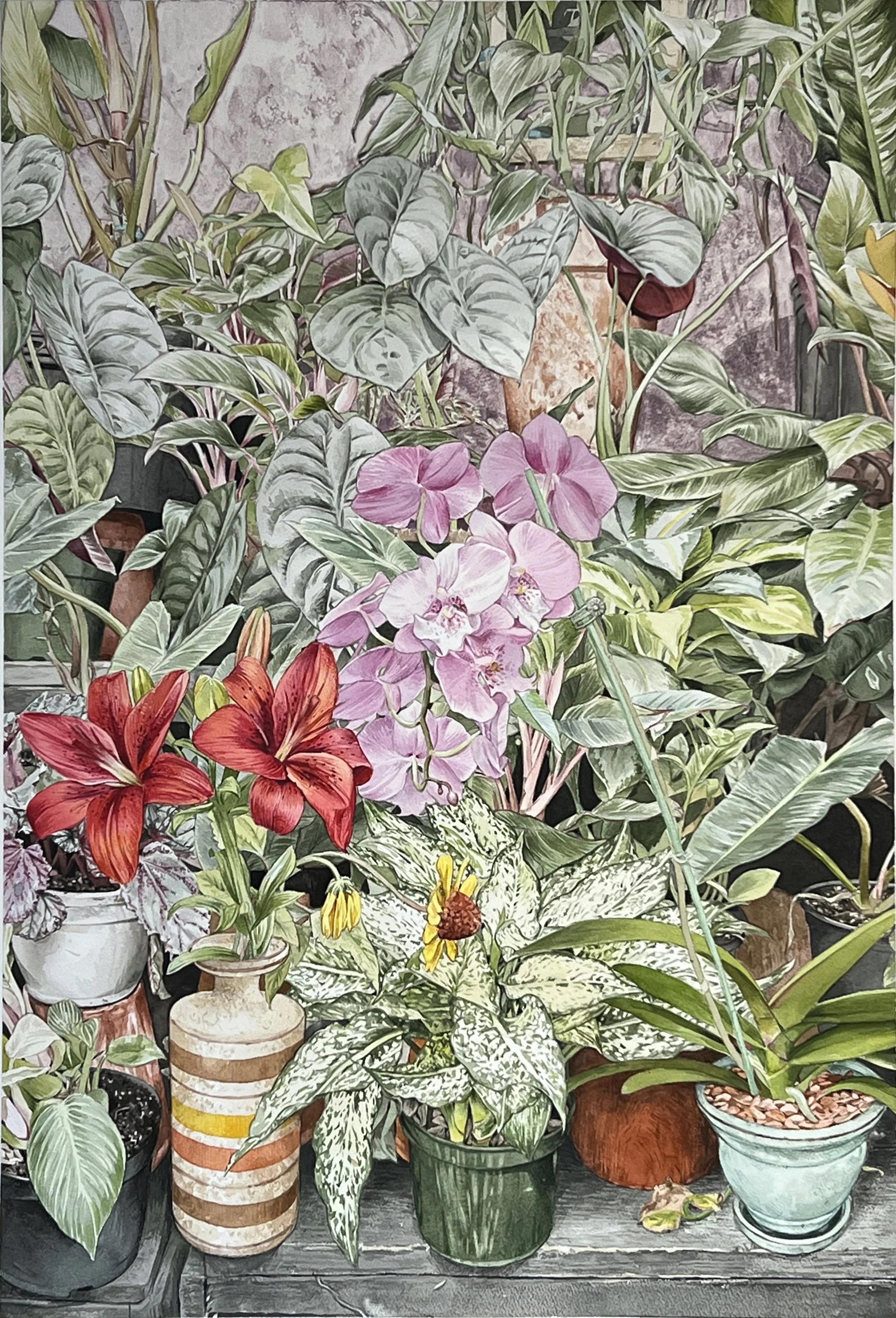 MOTH ORCHID, 2026, 24"X34.5", watercolor and graphite on arches paper