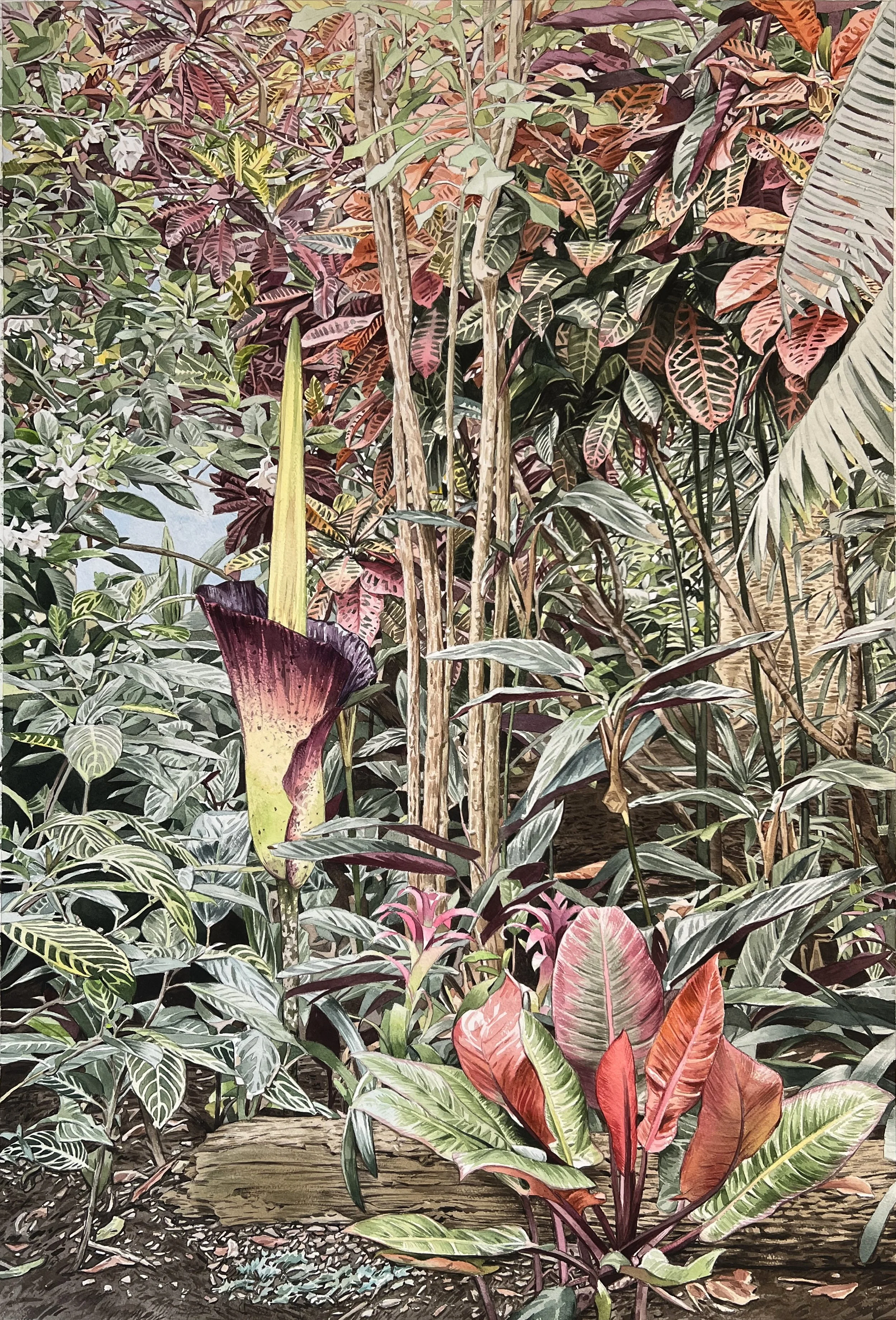 CORPSE FLOWER, 2026, 27"X40" watercolor and graphite on paper.