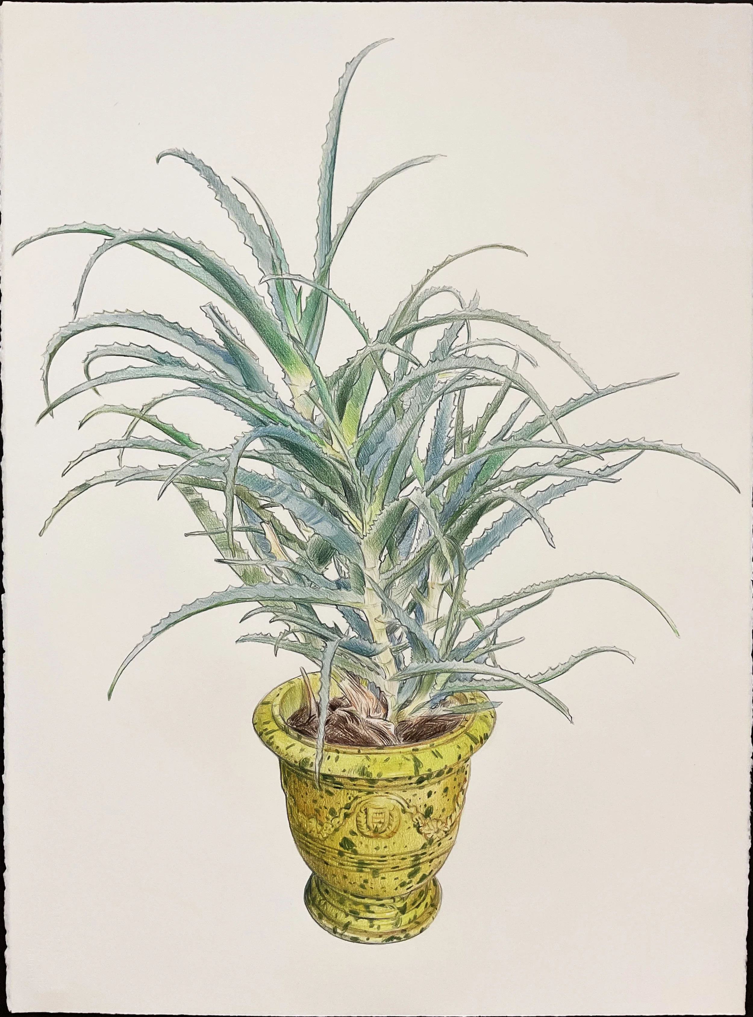 Aloe, 2026, 22"x30, colored pencil and graphite on paper.