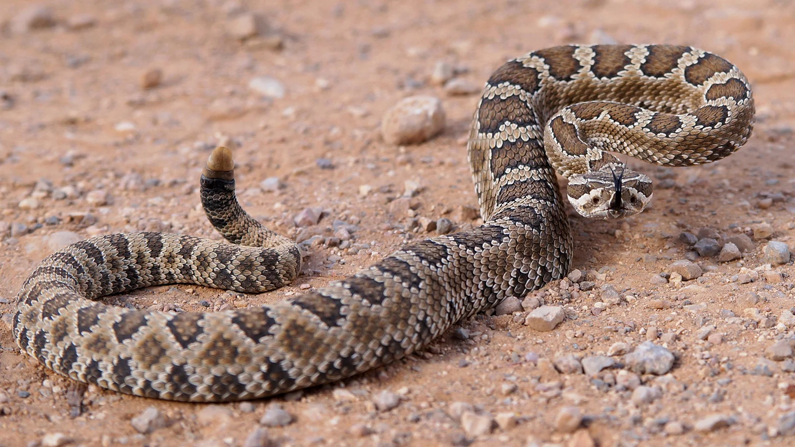 rattlesnake-ground.ngsversion.1396531205984.jpg