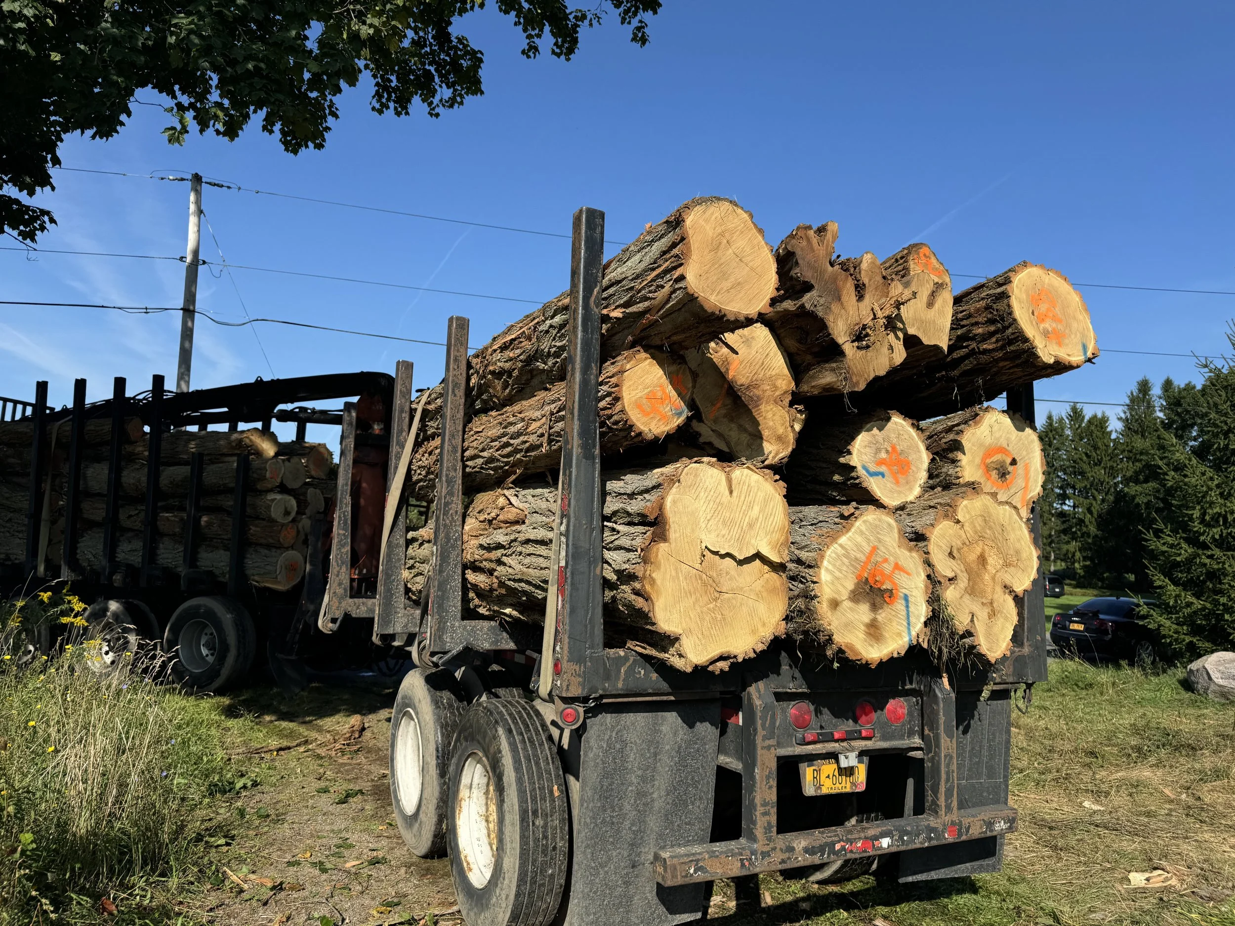 Large black locust logs heading to mill